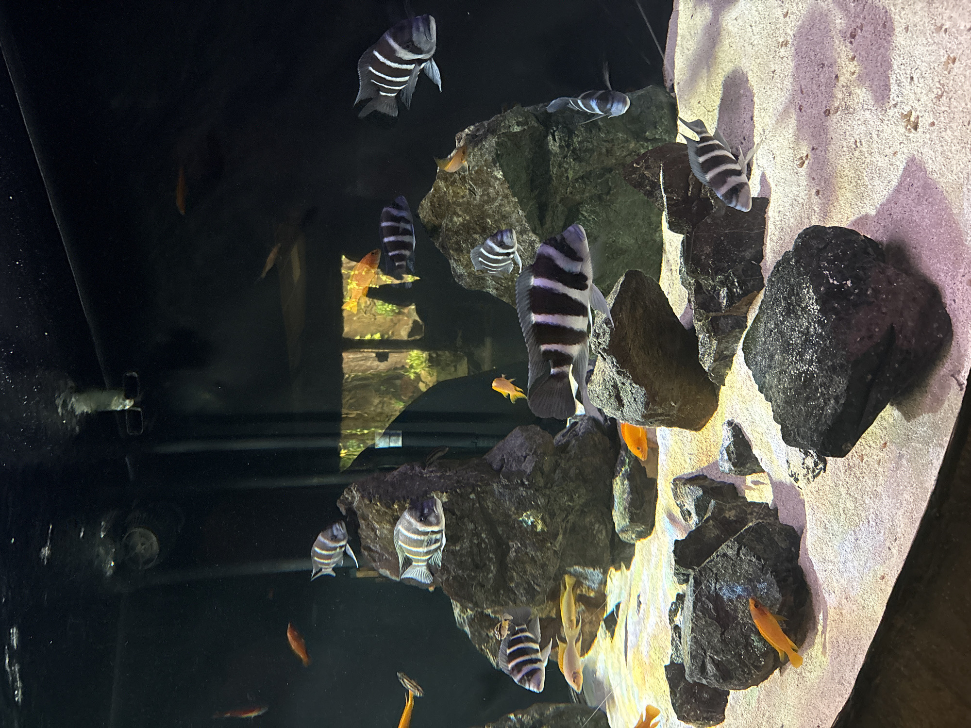 This image captures a vibrant aquatic ecosystem within an aquarium, showcasing a variety of fish swimming amidst rocky formations. The primary subjects are numerous cichlids. Several large, striking fish with distinct black and white vertical stripes, likely Frontosa cichlids (*Cyphotilapia frontosa*), are scattered throughout the tank. These larger fish are seen gracefully navigating the water, some oriented horizontally, others at an angle.
Adding a pop of color are smaller, solid orange or yellowish cichlids, which appear to be another species of African cichlid. These smaller fish are often seen closer to the rocks or the substrate, some partially obscured.
The aquarium's environment is characterized by an abundance of dark, rugged rocks of varying sizes, forming a naturalistic landscape with crevices and ledges. A prominent lighter-colored, possibly sandy or gravelly, surface makes up a significant portion of the right side of the image, appearing as a textured wall or sloped bed. The water is clear, and the background on the left side of the tank is very dark, suggesting depth or less illumination, which effectively highlights the fish and rocks in the foreground. Reflections from the glass or acrylic tank panel are visible on the far left. The scene is well-lit, emphasizing the textures of the rocks and the intricate patterns on the fish.
The fish are actively swimming and exploring their habitat. The overall impression is one of a dynamic and healthy underwater environment. No visible text is present in the image. This scene is located in Saint Petersburg, Russia.