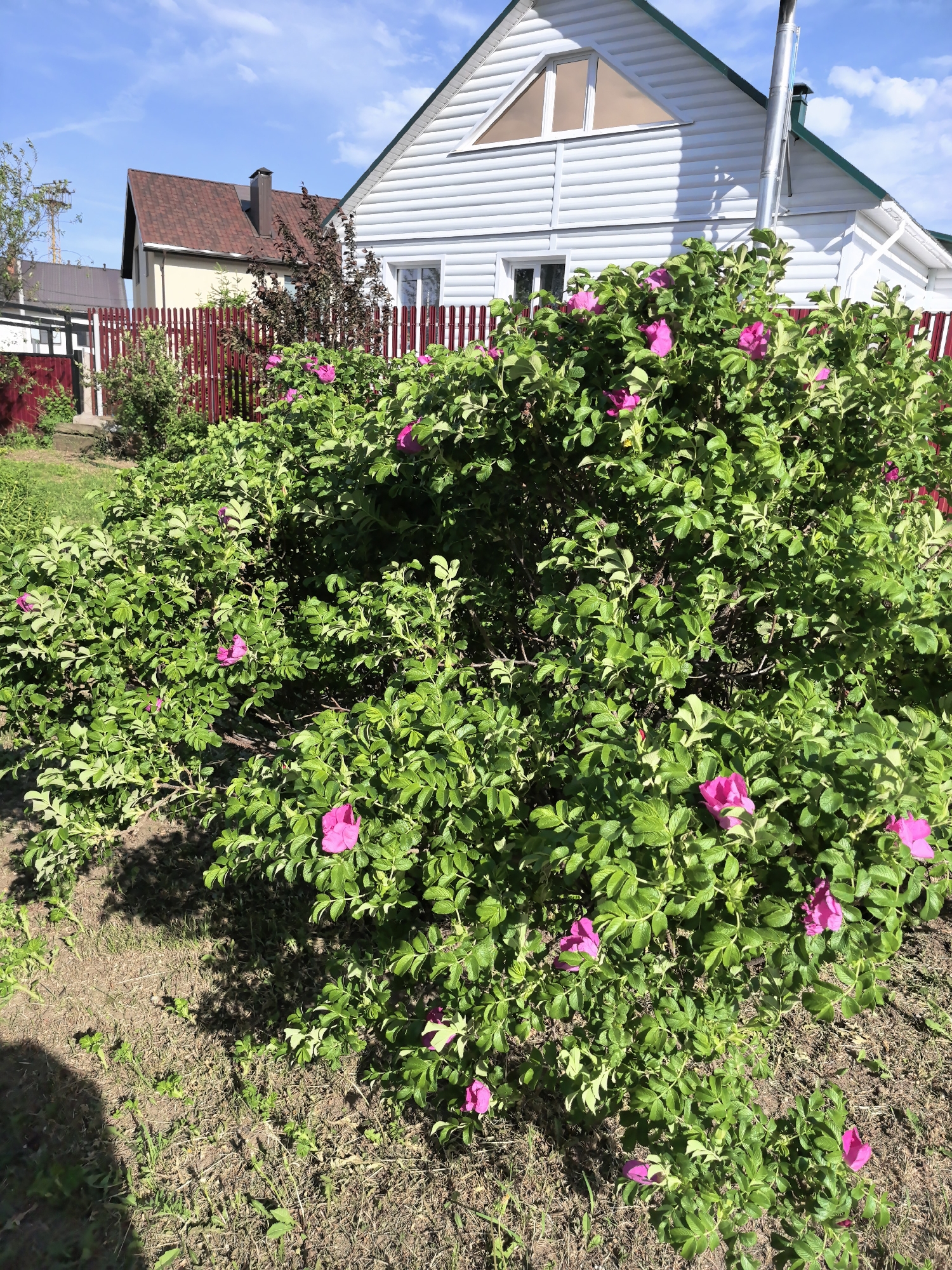 The image shows a garden scene in what is likely a residential area in Chaikovsky, Russia. A large, flowering bush with bright pink blossoms dominates the foreground, obscuring part of a red wooden fence in the background. Behind the fence are two houses: one with white siding and a green-trimmed roof, and another with a brown roof. The ground is dirt and sparse grass. The sky is blue with scattered clouds, indicating a sunny day. No people are visible in the scene.