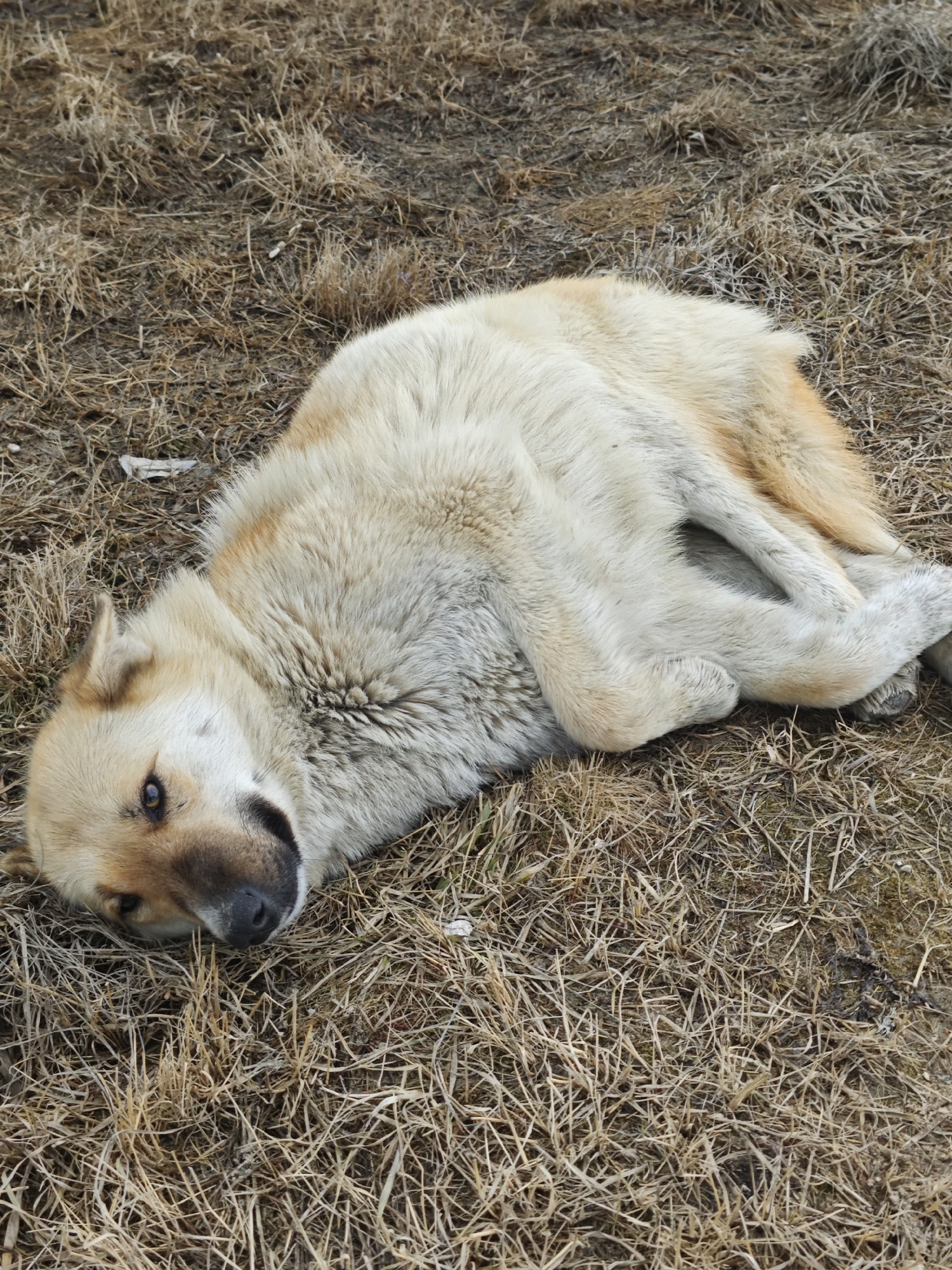 The image shows a tan-colored dog lying on dry grass. The dog's head is positioned towards the lower left corner of the frame, and its body is curled up. The dog appears to be resting or sleeping. The setting is a grassy area with dry, brown vegetation, likely in a natural or semi-natural environment. The location in the city of Unknown, Russia is not discernible from the image.