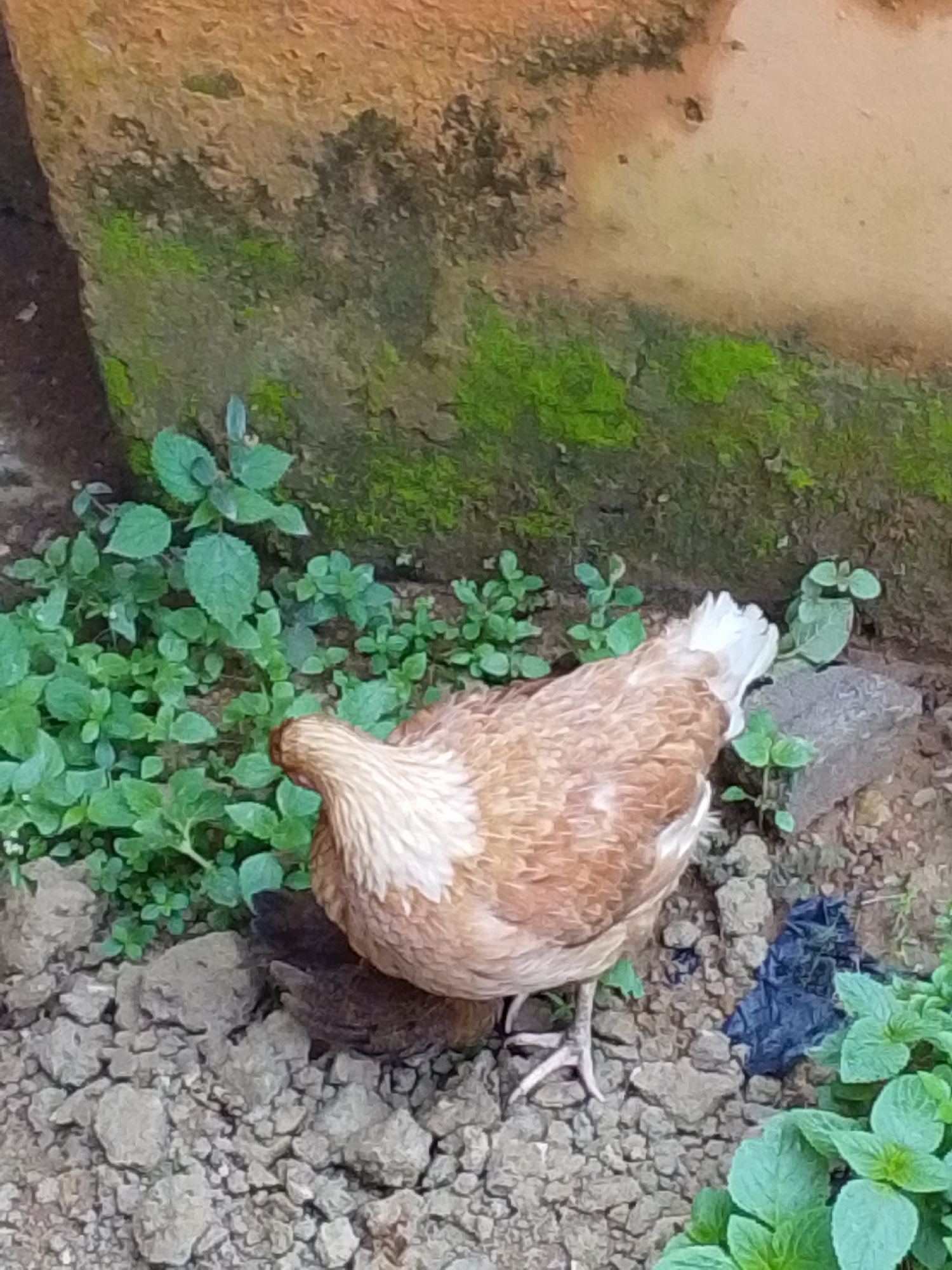A brown and white chicken stands on cracked, rocky ground next to a moss-covered, orange-brown wall. Green plants grow in patches around the chicken and on the ground. The chicken is facing away from the camera, towards the left side of the frame, with its head bent down as if foraging. Another dark-colored chicken is partially visible beneath the main chicken, mostly obscured by its feathers. The scene appears to be outdoors in a somewhat unkempt area.