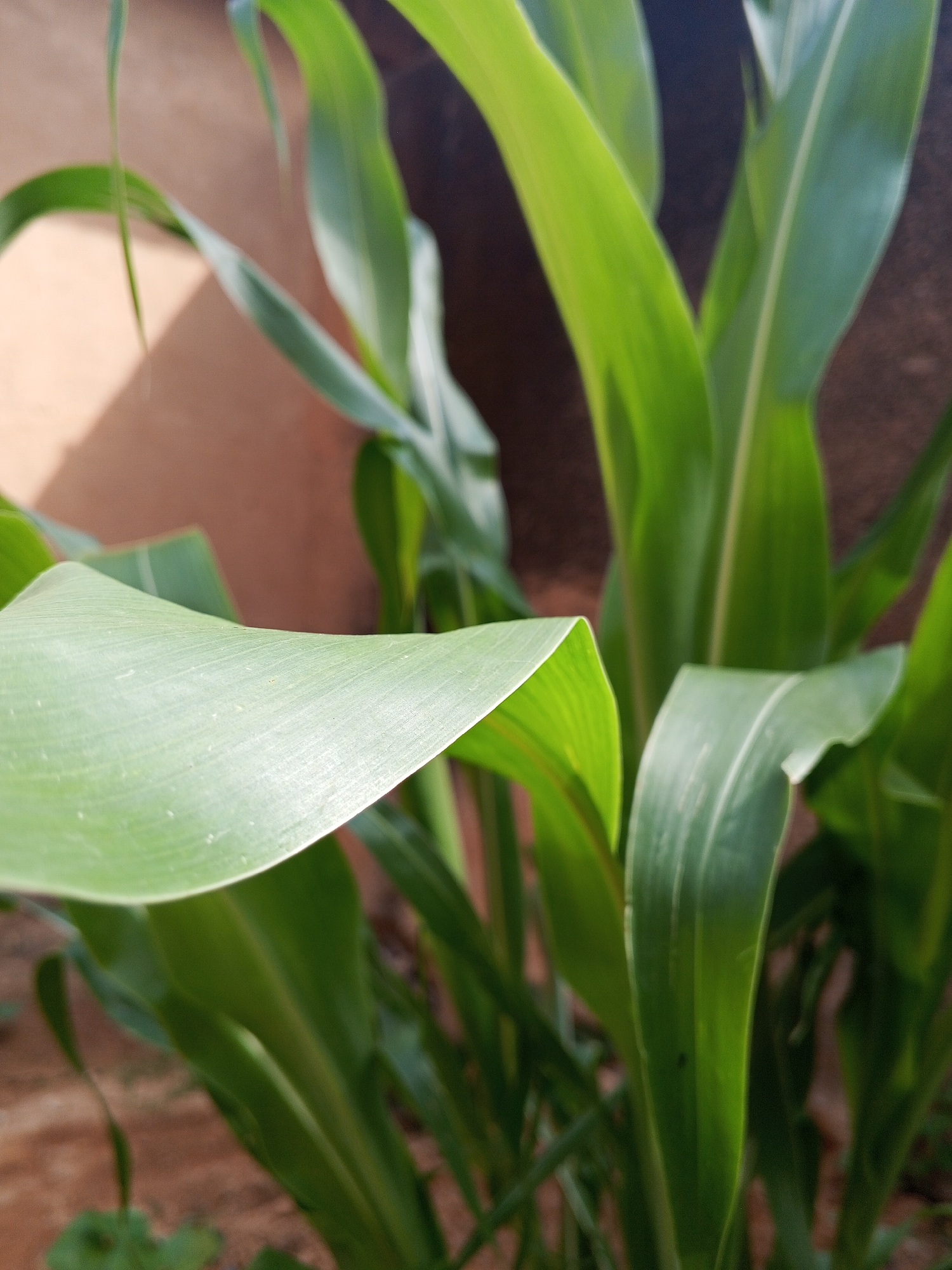 The image shows green corn plants with long, broad leaves growing in what appears to be soil. A brown wall-like structure is partially visible in the background. The location is claimed to be Jos, Nigeria, but that cannot be confirmed from the visual data. The scene depicts a close-up view of the plants, focusing on the texture and shape of the leaves. No people or interactions are visible in the image.