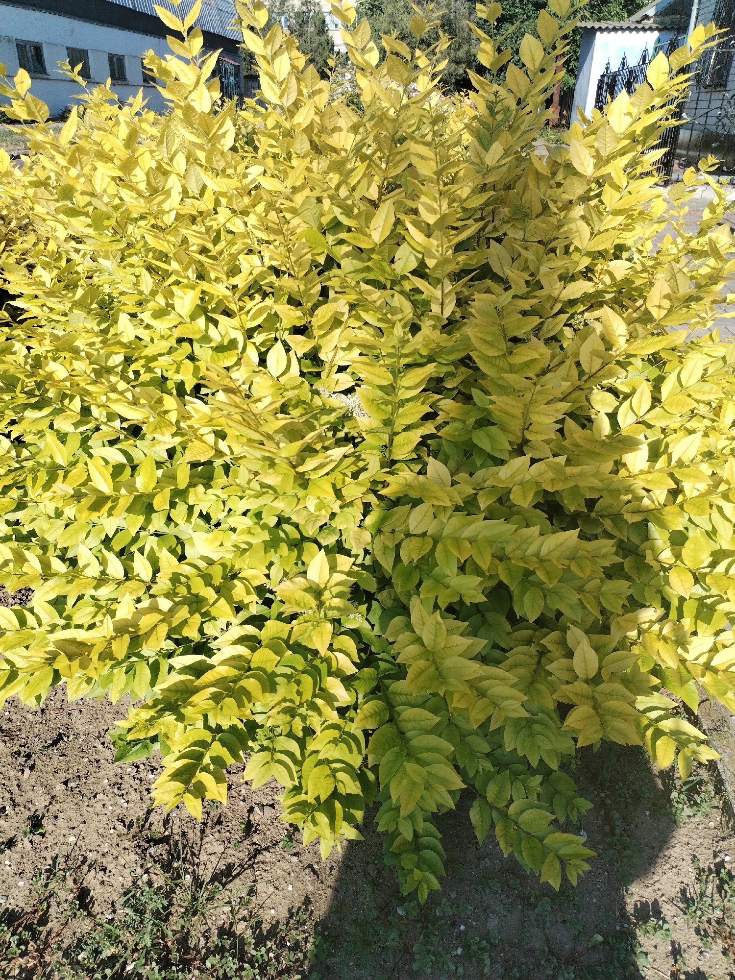 The image displays a dense, leafy bush with vibrant yellow-green foliage, casting dappled shadows on the soil below. The bush is full and bushy, with many small, oval-shaped leaves clustered on thin branches. Some of the leaves appear slightly yellowed, suggesting it might be autumn or the plant is experiencing a particular growth phase. The ground around the bush is covered in dry soil with scattered small pebbles and a few sparse weeds. In the background, hints of a building with a white facade and dark windows are visible, along with some fencing. The lighting suggests it's daytime, with the sun casting strong shadows, indicating a sunny day. The scene is natural and appears to be an outdoor setting, possibly a garden or park. There is no visible text in the image. The overall impression is one of lush greenery and natural light.