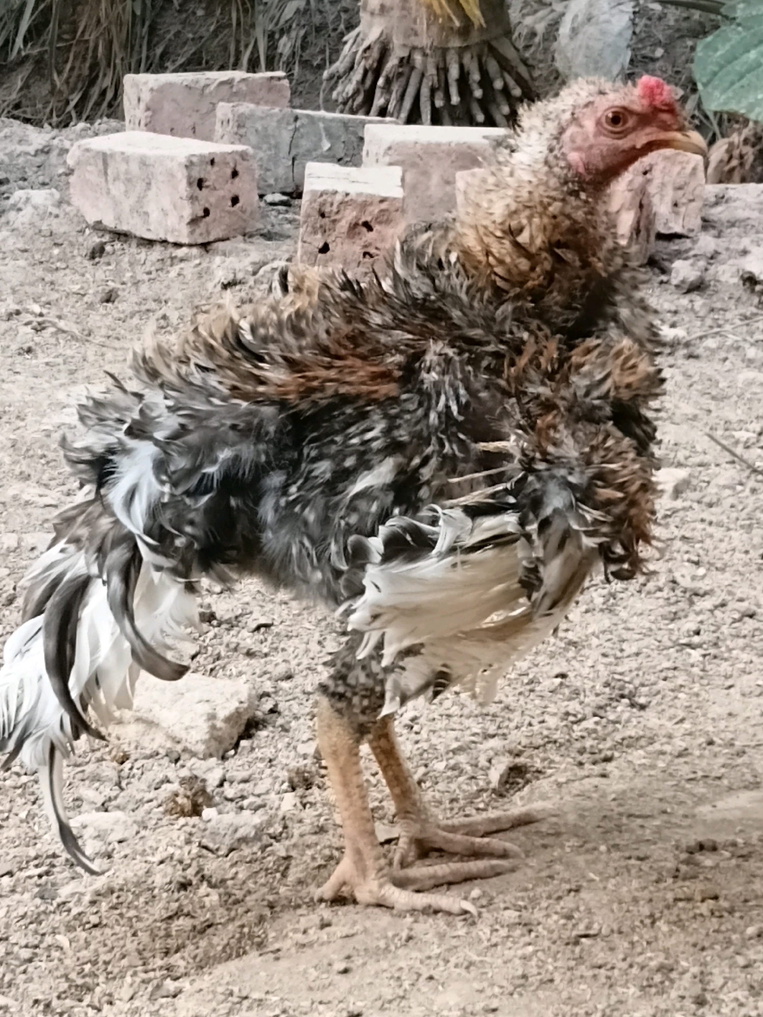 A scruffy, brown and white rooster stands on a dirt ground in an outdoor environment, possibly a yard or alley, in Margo Rukun, Indonesia. The rooster is facing to the right, with its head slightly turned towards the viewer. Its feathers are ruffled and appear somewhat disheveled, with a mix of dark brown, black, and white coloration. The bird has a red comb on its head and its legs and feet are visible, appearing scaled and yellow-brown. In the background, several broken bricks are scattered on the ground, along with some dry foliage and what appears to be the base of a tree or large plant. The overall scene is somewhat arid and unkempt.