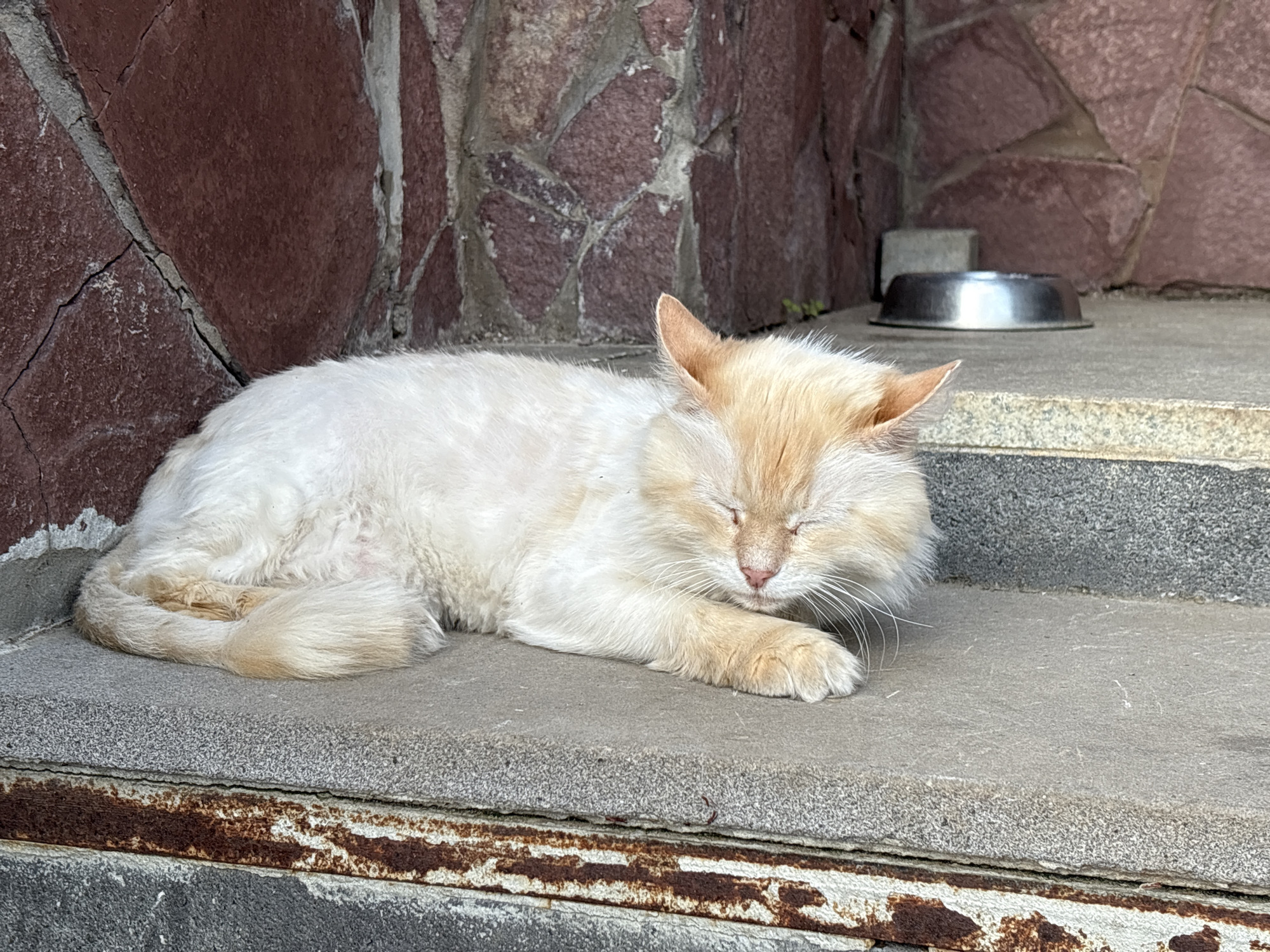 A medium shot depicts a light-furred cat sleeping on a concrete step in Izhevsk, Russia. The cat is light beige and white, with its eyes closed and a curled-up posture, suggesting relaxation. A silver cat bowl sits on the step behind the cat. The backdrop includes a wall constructed with varying sizes of reddish-brown stones. The bottom edge of the step shows signs of rust.