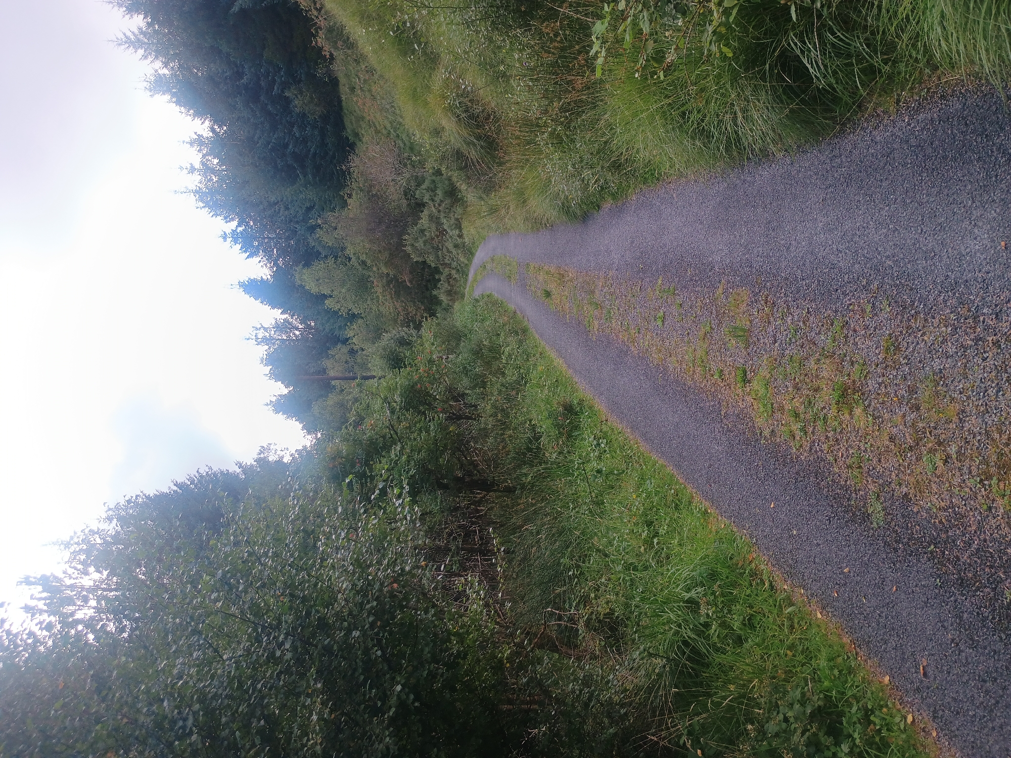 A gravel path curves through a dense forest in an outdoor, rural setting. The path is dark gray and appears to be made of small, compacted stones. It is flanked on both sides by lush green vegetation, including tall grasses, bushes, and numerous trees. The trees on the left are deciduous with full, leafy canopies, while the trees on the right are coniferous, forming a denser, darker line. The path leads into the distance, disappearing around a bend. The sky above is overcast with bright, diffused light. There are no people or animals visible in the image. The scene conveys a sense of natural solitude and a pathway leading into an unexplored area.
