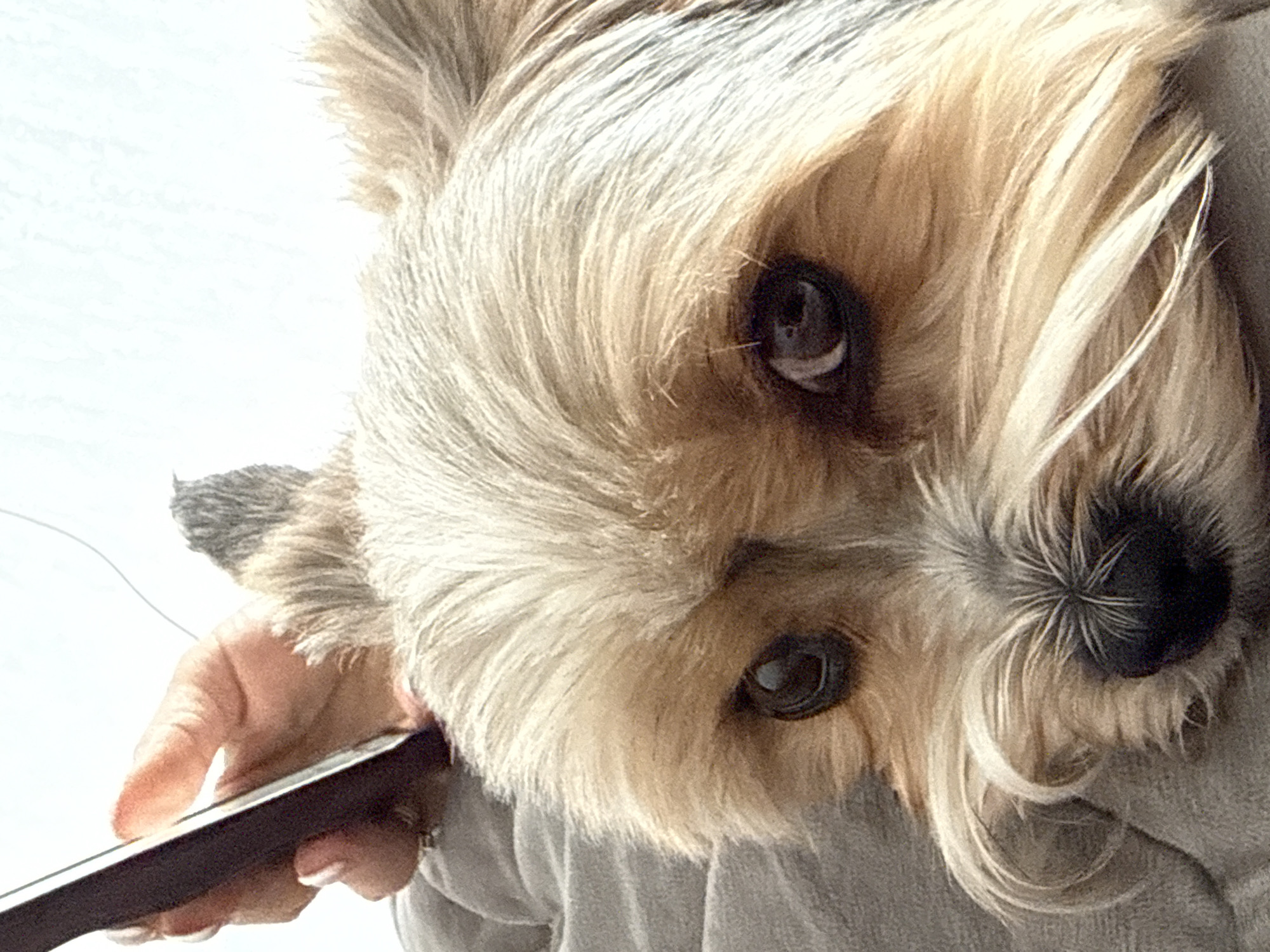 A close-up, tilted shot focuses on a small dog, possibly a Yorkshire Terrier, looking into the camera. The dog has light brown and grey fur, with dark eyes and a black nose. A person's hand holding a smartphone is visible in the lower-left corner. The background is blurred and appears to be a light greyish-white. The location cannot be determined to be in Krasnodar, Russia, as the provided information lacks any specific elements to establish this.