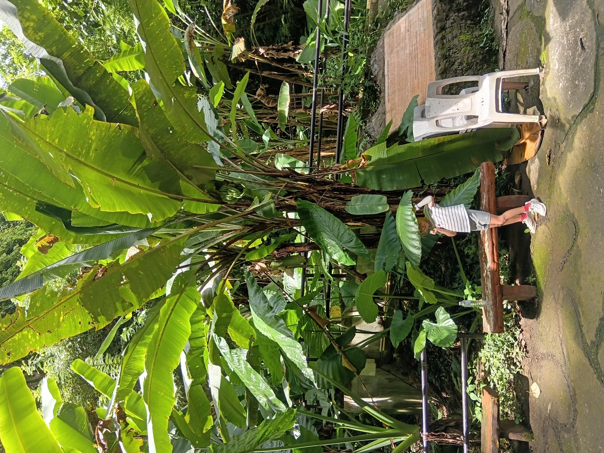 In Mae Sai District, Thailand, a young person stands partially concealed by a large banana leaf, their head and shoulders visible above it. The individual is wearing a striped t-shirt, grey shorts, and white sneakers with pink socks. They are positioned to the left of two empty white plastic chairs stacked on top of each other. In the background, lush green banana trees and other tropical foliage dominate the scene, with a wooden bench visible in the foreground. A metal railing runs horizontally behind the bench. A plaque with Thai text and an English translation is mounted on a rocky surface to the right of the chairs. The ground is paved with irregular stone slabs, and moss is present on some surfaces, indicating a humid environment.