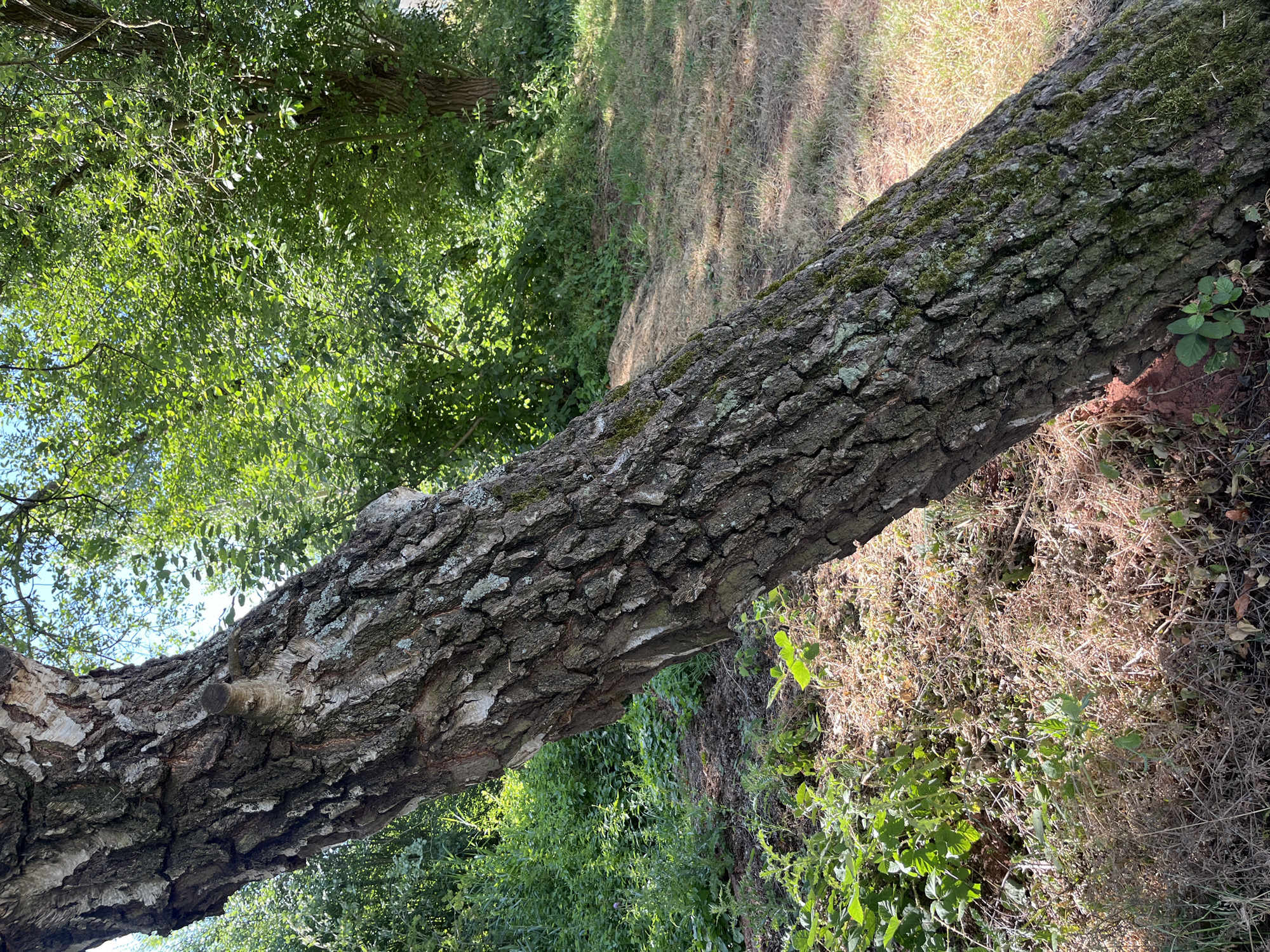 The image depicts a tree trunk in a park or natural area in Saint-Vith, Belgium. The tree has rough, textured bark with patches of moss and lichen. It is leaning significantly to the right. In the background, there are lush green trees and foliage, indicating a summer or warm weather season. The ground in the foreground and to the right is covered with dry grass and some scattered leaves. There are no people or animals visible in the frame. The lighting suggests it is daytime, with sunlight casting shadows. The scene is one of a natural, outdoor environment within the city.
