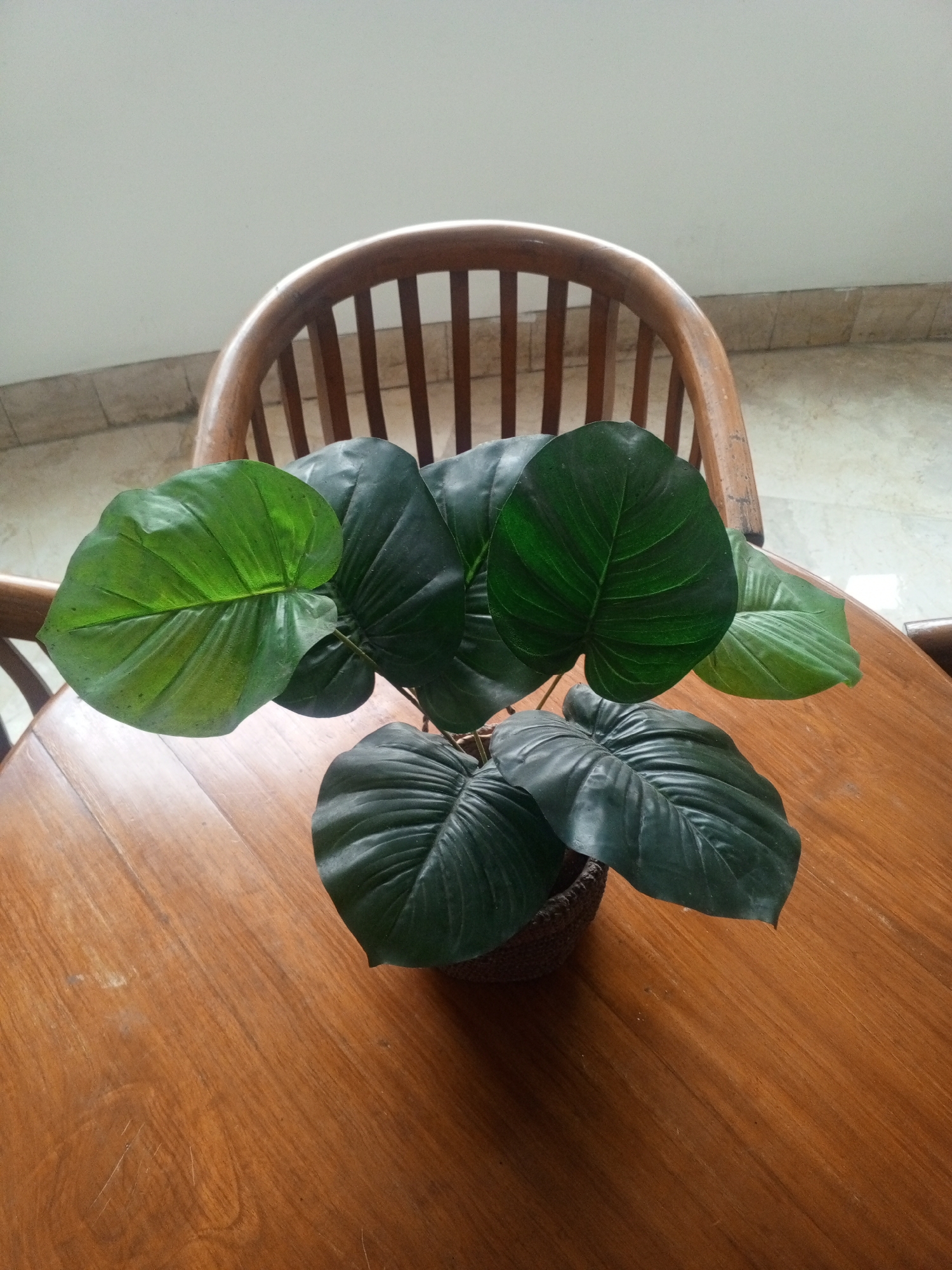 A potted plant with large, dark green leaves sits on a polished wooden table in front of a wooden chair. The plant appears to be artificial. The background shows a light-colored wall and a tiled floor. The scene is indoors, and the lighting suggests it is daytime. There are no people or animals visible. This scene could be found in a cafe or home setting within Bandung City, Indonesia, or any other urban environment with similar furnishings.