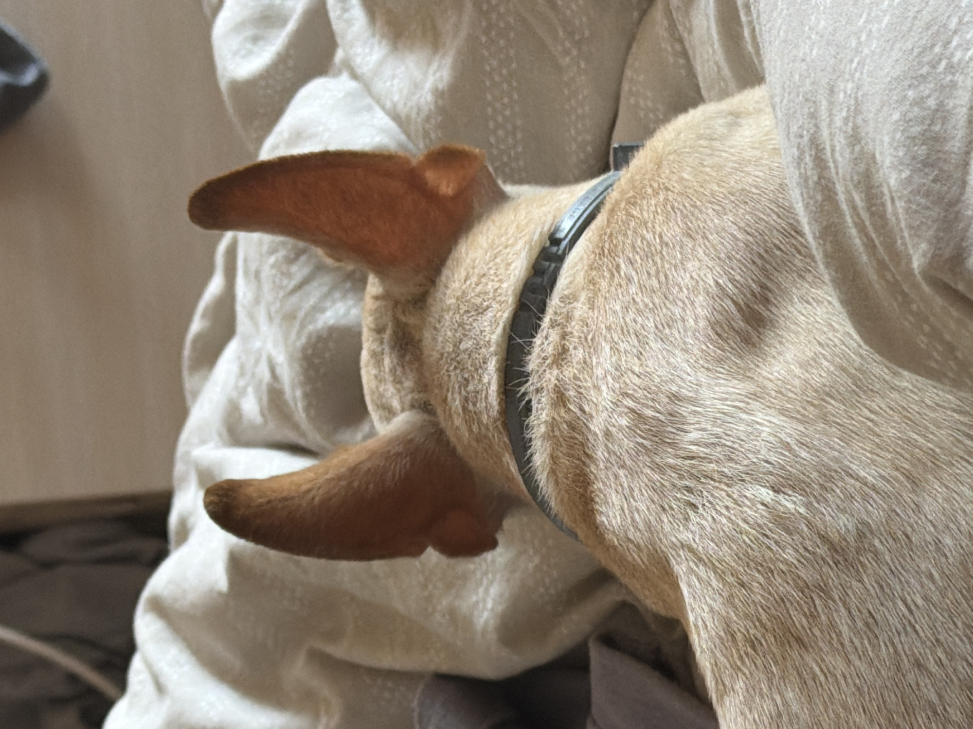 The image shows the back of a light brown dog with large, pointed ears, lying on a bed covered with light-colored blankets. The dog is wearing a dark collar. The environment appears to be indoors, likely a bedroom, with soft lighting. There is no indication of the specific location within Plovdiv, Bulgaria, or any people present.