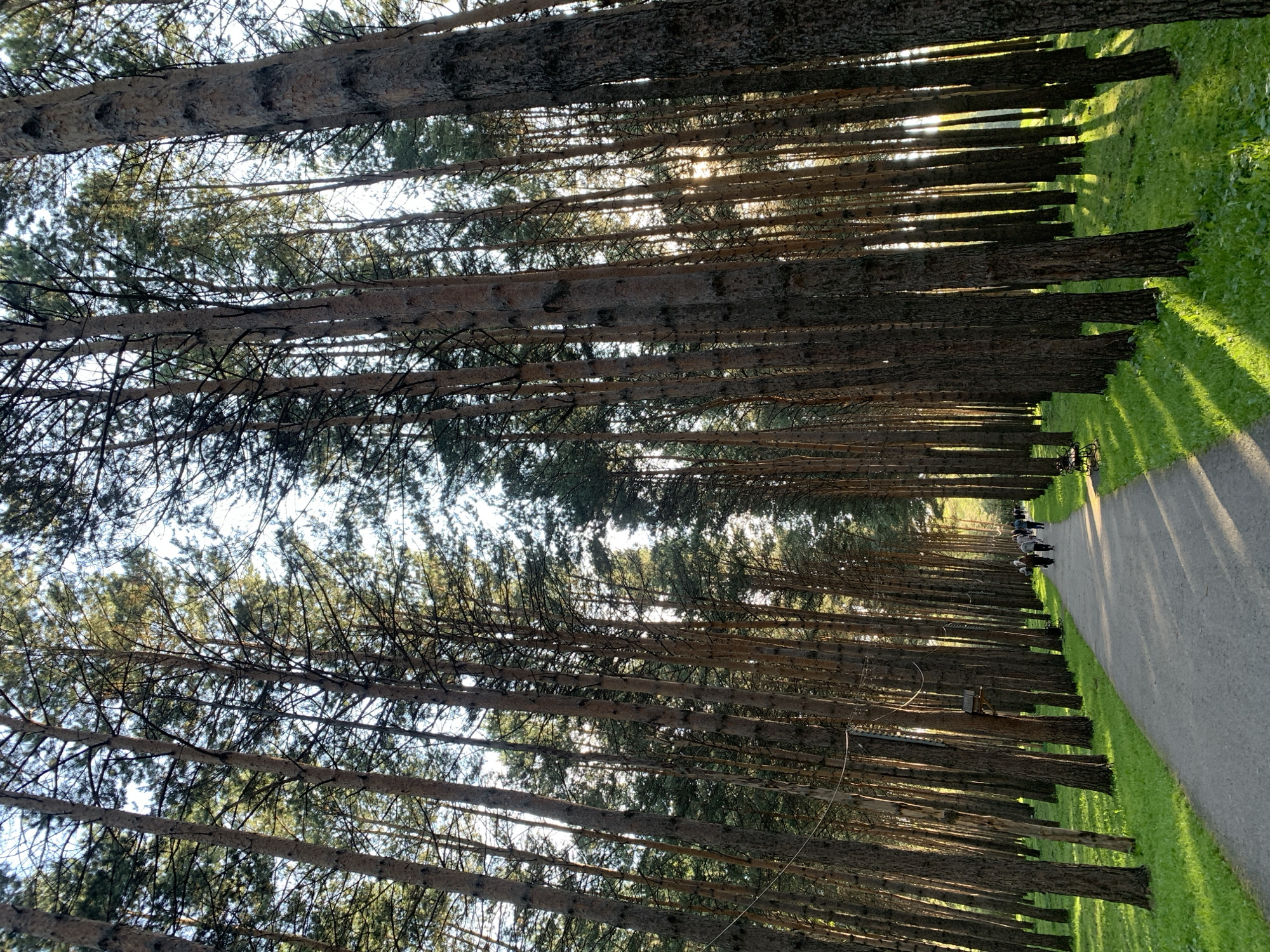 The image captures a sun-dappled pathway through a dense forest of tall pine trees, characteristic of the pine forests found in and around Prokopyevsk, Russia. The path, made of gravel and asphalt, curves gently into the distance, lined on both sides by the straight, slender trunks of the pines. Sunlight filters through the high canopy, casting long, striped shadows across the path and the vibrant green grass that carpets the forest floor. Several people, appearing as small figures in the distance, are walking along the path, suggesting a recreational area or park. A few park benches are visible along the path, one with a birdhouse mounted on a nearby tree. The overall atmosphere is serene and natural, bathed in the warm light of what appears to be late afternoon or early morning.