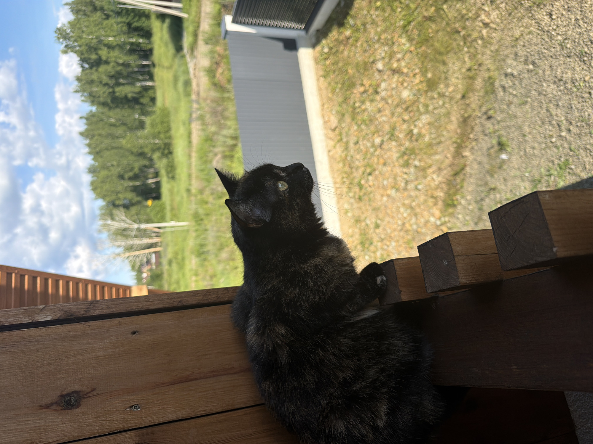 In Malinovka, Russia, a tortoiseshell cat with green eyes is perched on a wooden railing. The cat faces to the right, looking intently at something in the distance. Behind the cat, a blurred landscape unfolds, featuring green trees under a bright blue sky with scattered white clouds. A grey metal fence runs horizontally across the middle ground, separating the foreground from the more distant greenery. The foreground consists of a wooden porch structure, with visible wooden planks and posts, and a surface of gravel and sparse grass. The lighting suggests it is daytime, with sunlight casting shadows.