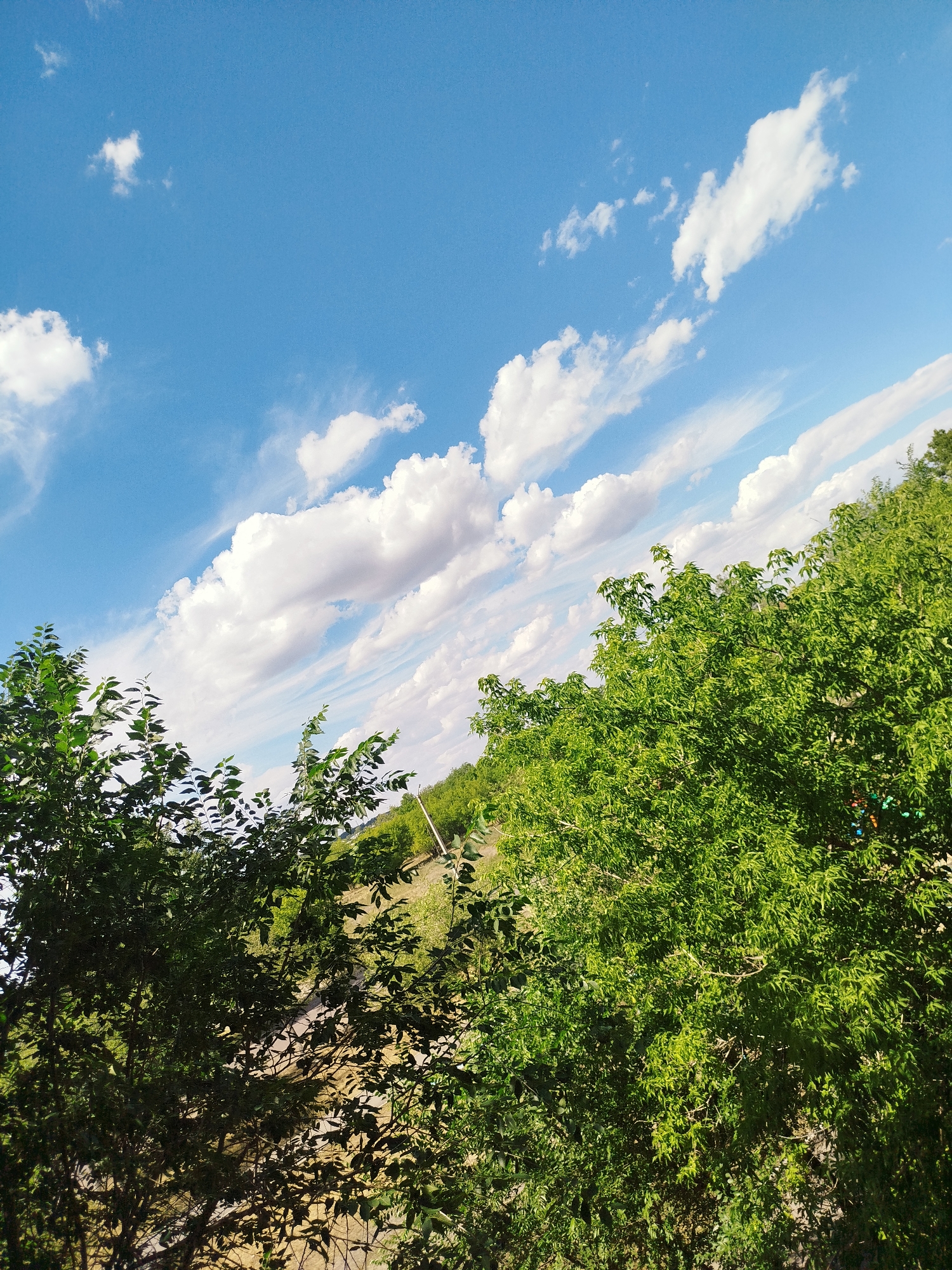 A low-angle, full shot captures a bright, sunny day in an outdoor environment, possibly on the outskirts of a city. The sky dominates the upper half of the frame, a vibrant blue filled with fluffy white clouds that are scattered and streaked across the expanse. The lower half is occupied by lush green foliage from trees, which frame the scene from the left and right edges, extending inward.
In the background, a gentle slope covered in greenery suggests a hilly terrain or parkland. A thin, light-colored pole stands vertically in the middle ground, partially obscured by the trees. The ground appears to be a mixture of dirt and some sparse vegetation. The overall impression is one of natural beauty and a pleasant, clear day. There are no people or animals visible in the image. The time of day is likely daytime, given the brightness and cloud formations.