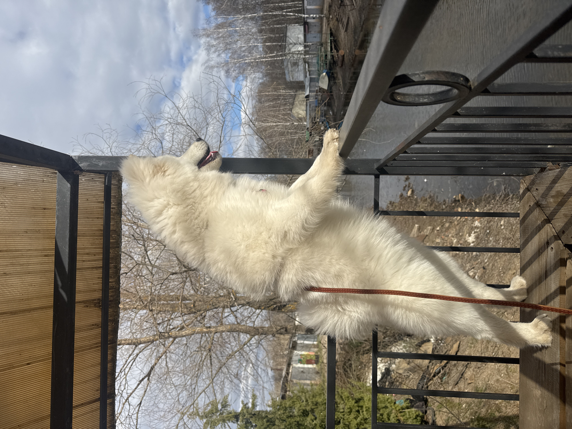 A large, white Samoyed dog stands on its hind legs, paws resting on a metal railing, likely a balcony, in what appears to be the city of Chaikovsky, Russia. The dog is leashed with a brown leash. Beyond the railing, a view reveals trees with bare branches, buildings, and a cloudy sky. The balcony floor is wooden.
