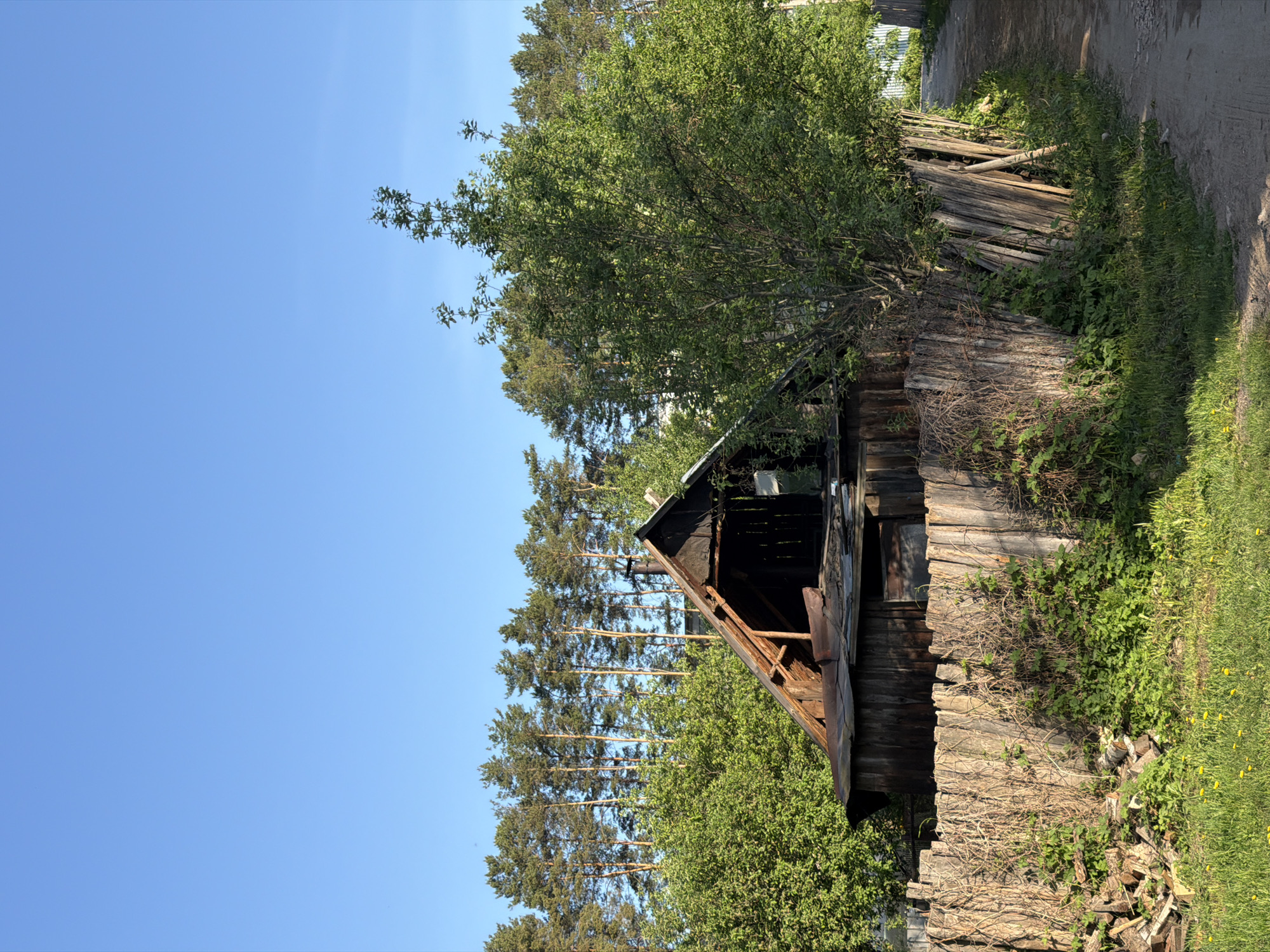 The image depicts a dilapidated, wooden structure, possibly a shed or small building, in a rural or semi-rural environment. The structure has a partially collapsed roof and appears weathered and old. Overgrowth of vegetation, including grass, weeds, bushes, and trees, surrounds the building and obscures parts of it. A pile of logs or chopped wood lies near the base of the structure. A dirt road or path is visible adjacent to the building on the right side of the frame. The sky is clear and blue. The scene is located in the city of Chaikovsky, Russia. No people are visible.
