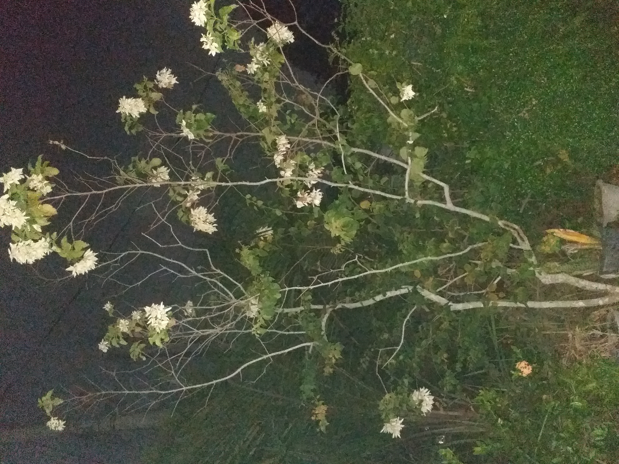 The image depicts a tree with white flowers and green leaves in what appears to be a dark outdoor environment, possibly at night given the low light conditions and the dark background. The tree has a slender trunk and branches that extend upwards and outwards, some bare and others adorned with clusters of white blossoms. Green foliage is interspersed among the branches. In the lower left of the image, there is a small cluster of orange flowers. The ground is covered in lush green vegetation. Two large pots are visible at the base of the tree. The setting appears to be a garden or yard in a residential area. The image is a photograph taken from a medium distance, capturing the entire tree and its immediate surroundings. The location is specified as Air Jamban, Indonesia.