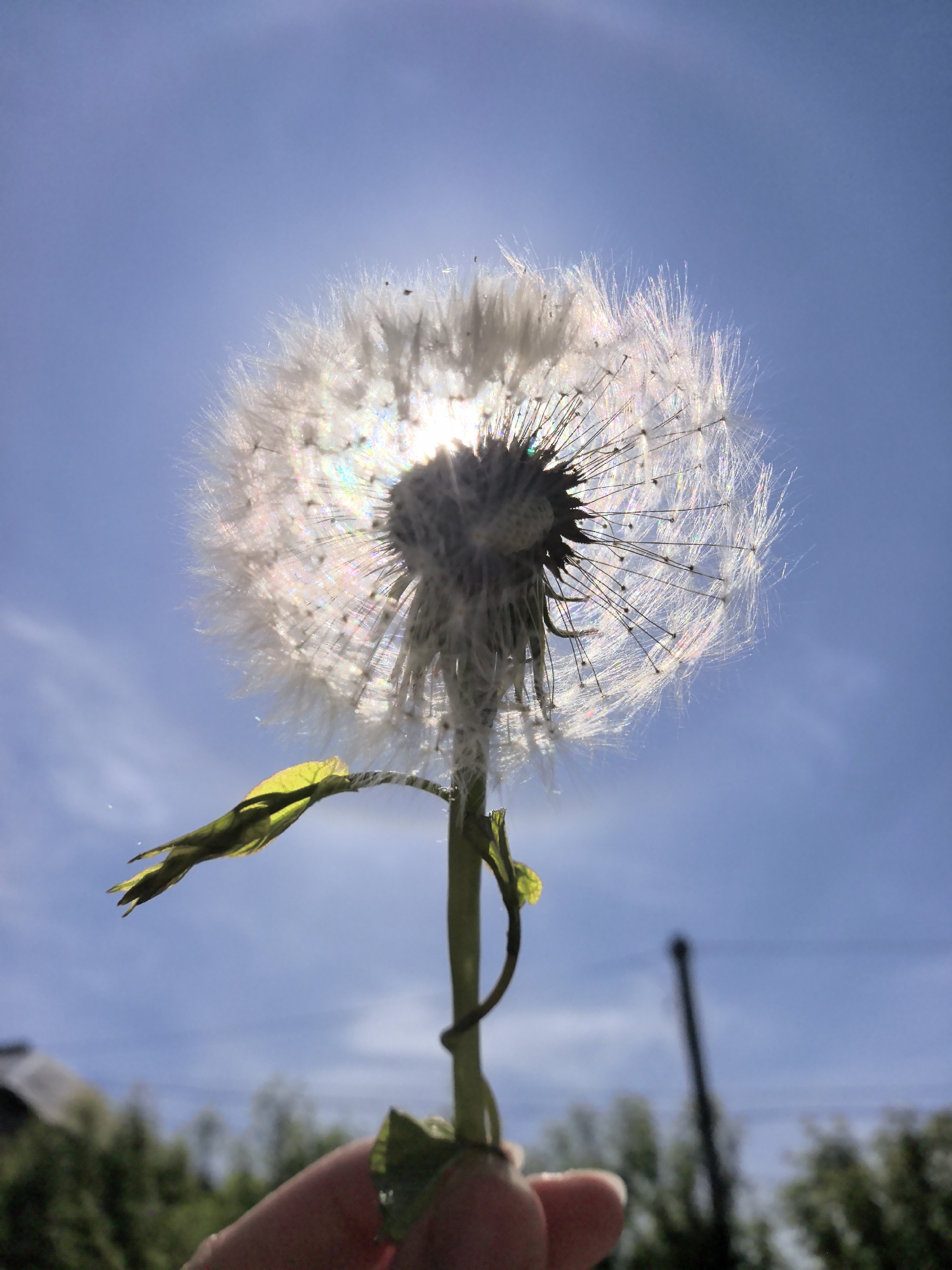 A dandelion, its seed head in full bloom, is held against a clear blue sky. Sunlight shines through the dandelion's delicate structure, creating a halo effect. The stem is green, with a few small leaves. A hand holds the stem at the bottom of the frame. In the background, out of focus, are trees, a building roof, and a utility pole. Based on the information provided, the image was taken in Фролы, Russia.