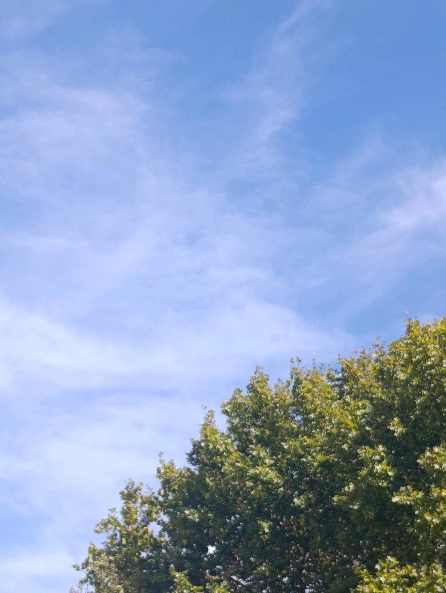 A low-angle shot captures the upper canopy of a leafy tree against a bright blue sky with thin, wispy clouds. The foliage, predominantly green with some lighter, yellowish highlights, occupies the lower right quadrant of the image. The sky fills the remaining upper left portion, with clouds scattered in faint white streaks. No people, buildings, or other environmental features are visible.