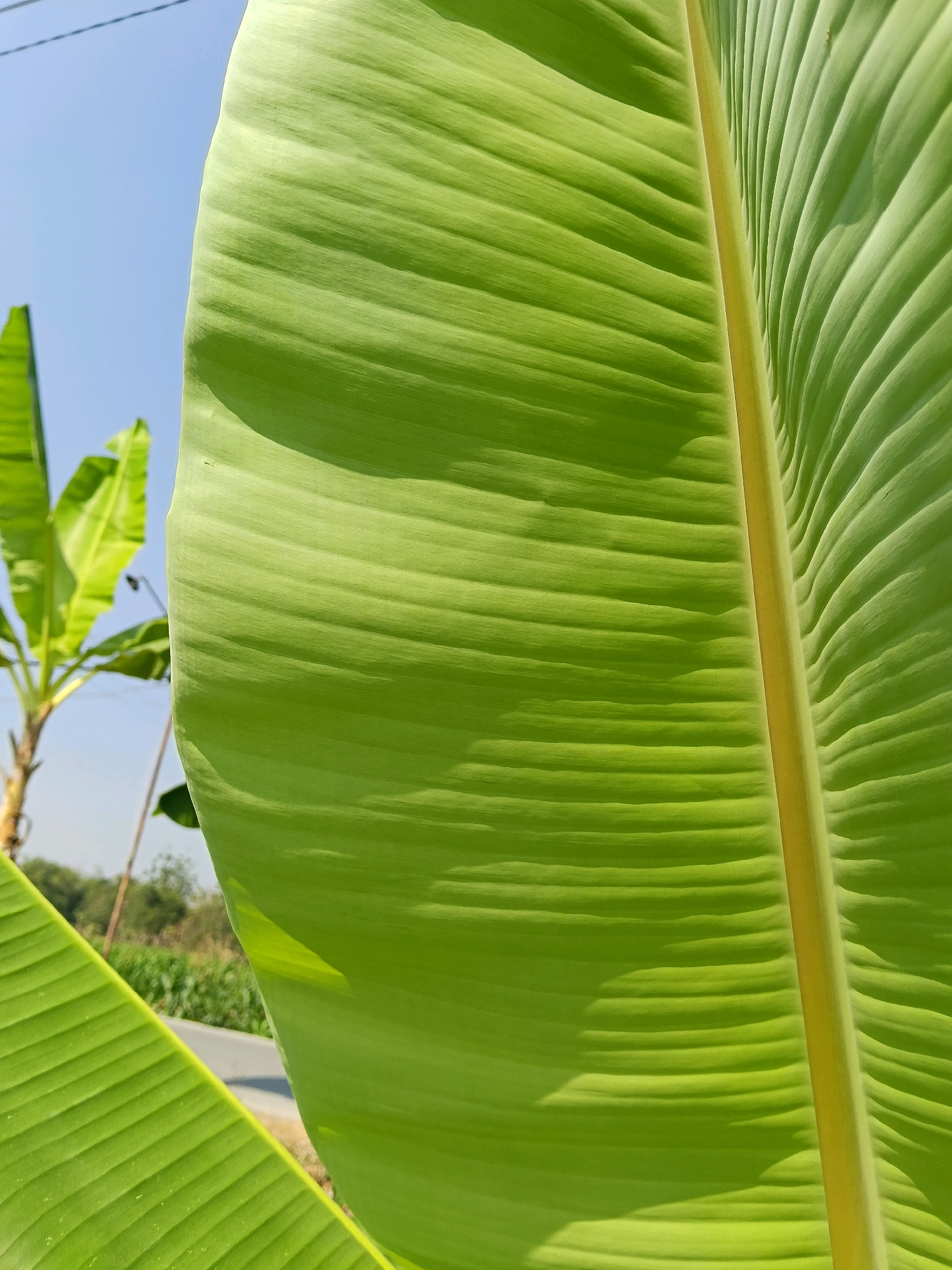 A close-up, vertical, low-angle, outdoor shot captures a vibrant green banana leaf in the foreground, filling most of the frame. The leaf displays prominent parallel veins and appears to be backlit by the sun, casting soft shadows. To the left and slightly out of focus, another banana leaf is visible, along with the trunk and leaves of a banana plant. The background features a clear blue sky, a hint of a road, and some distant greenery and trees, suggesting a rural or semi-rural setting in Galuk, Indonesia. The overall impression is one of natural beauty and growth.