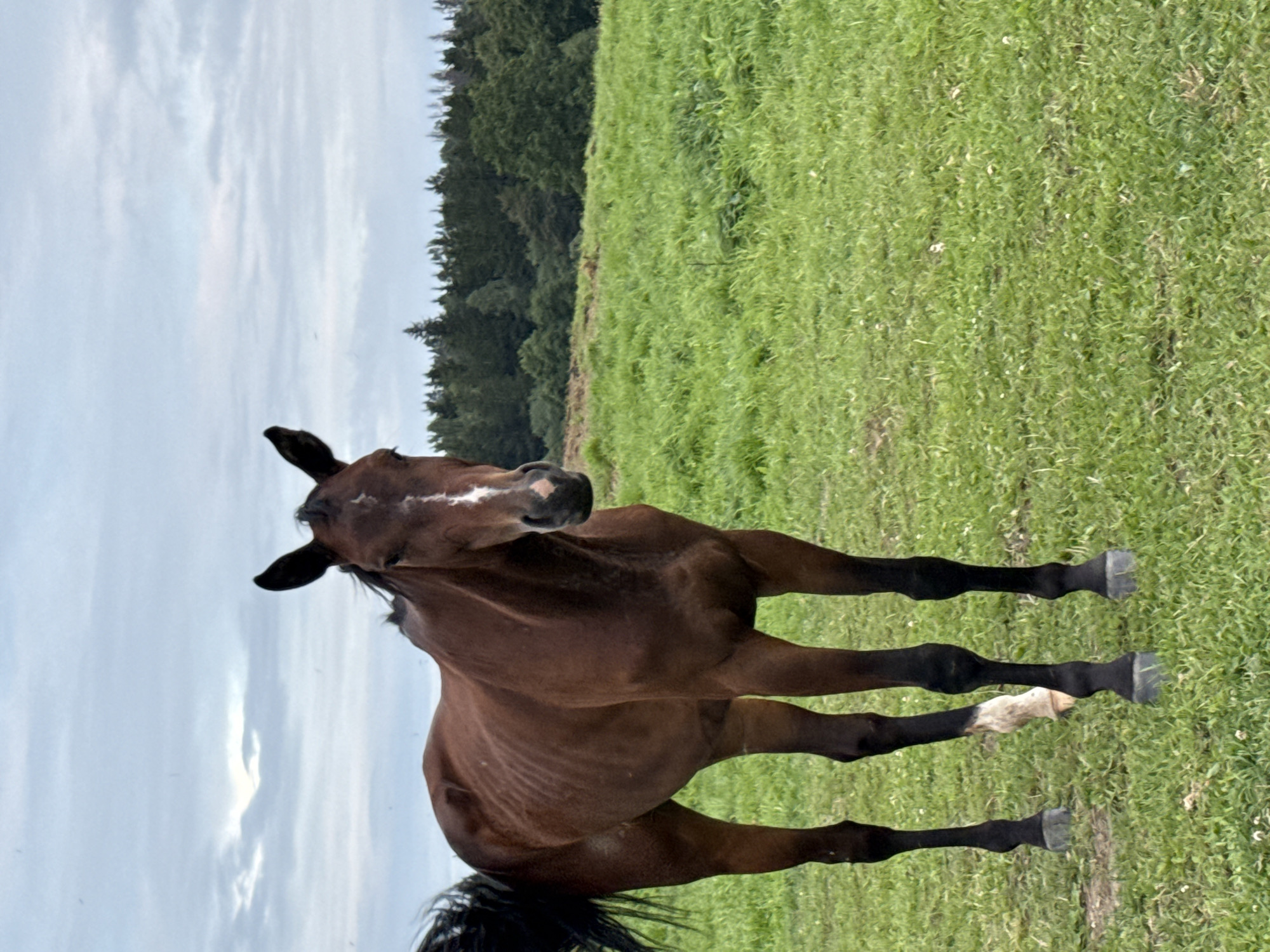 A brown horse stands in a grassy field. The horse is facing forward and its head is slightly tilted. It has a white blaze on its forehead and white markings on its legs. The field is covered in green grass and there are trees in the background. The sky is cloudy. The image was taken in Galinė, Lithuania.