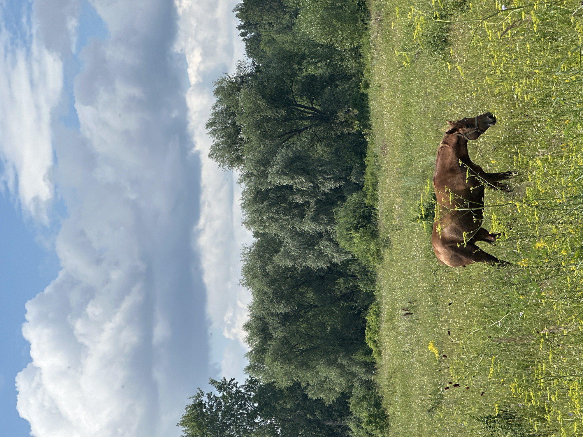 The image shows a brown horse grazing in a lush meadow filled with wildflowers under a partly cloudy sky. In the background, a dense line of trees borders the meadow. The location is the outskirts of Noviy, Russia. The horse is the central subject, standing in profile facing right. The environment is natural and rural.