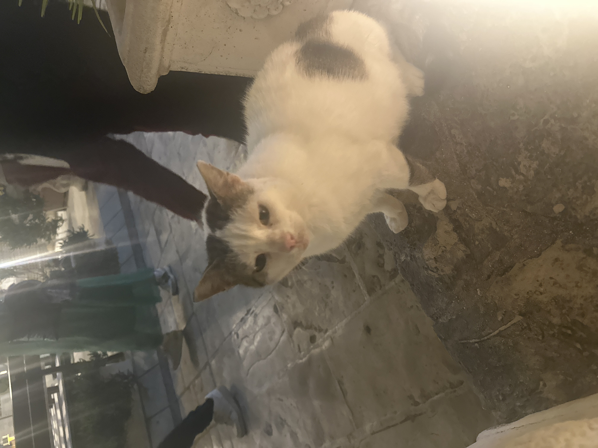 A white cat with a grey spot on its back and grey markings on its head looks up at the camera on a paved surface. The cat is positioned near a large, ornate white planter. In the background, a blurred figure in a green dress stands amidst other blurred figures and buildings, suggesting an outdoor urban environment. The scene is illuminated with a warm light, casting shadows on the paving stones. The image appears to be taken at dusk or in the evening. While Budva, Montenegro is likely suggested, a specific location within the city cannot be determined from the visual details alone.