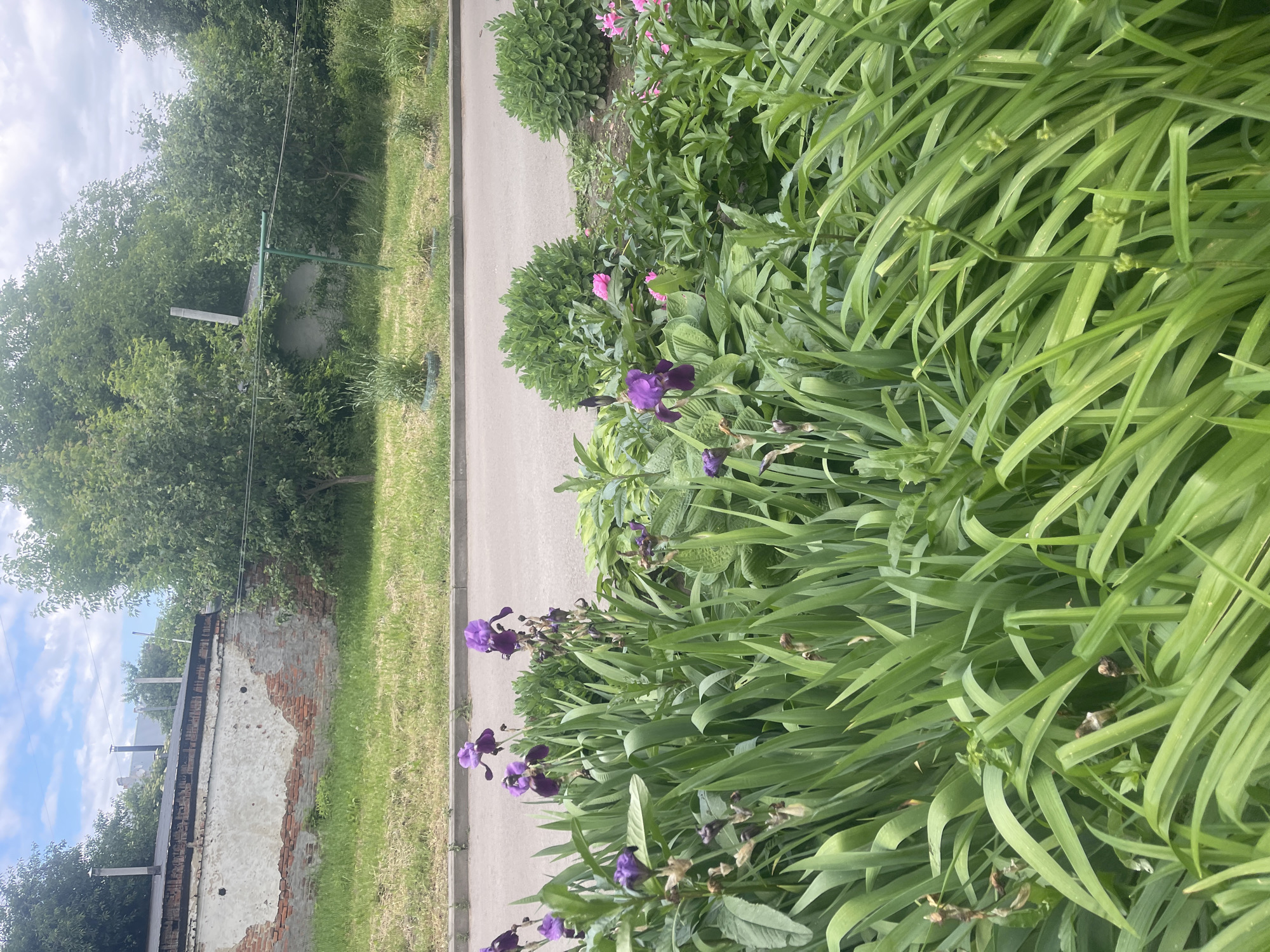 In an outdoor urban setting, the foreground is dominated by lush green foliage and several blooming purple irises. Behind the flower bed, a paved road runs horizontally across the image, bordered by a sidewalk and a grassy area. In the background, a dilapidated brick building with crumbling plaster and exposed brickwork stands against a backdrop of dense green trees under a partly cloudy sky. A green metal structure, possibly a clothesline or a small support, is visible amidst the trees on the right side of the frame. The overall scene depicts a blend of urban decay and natural beauty.