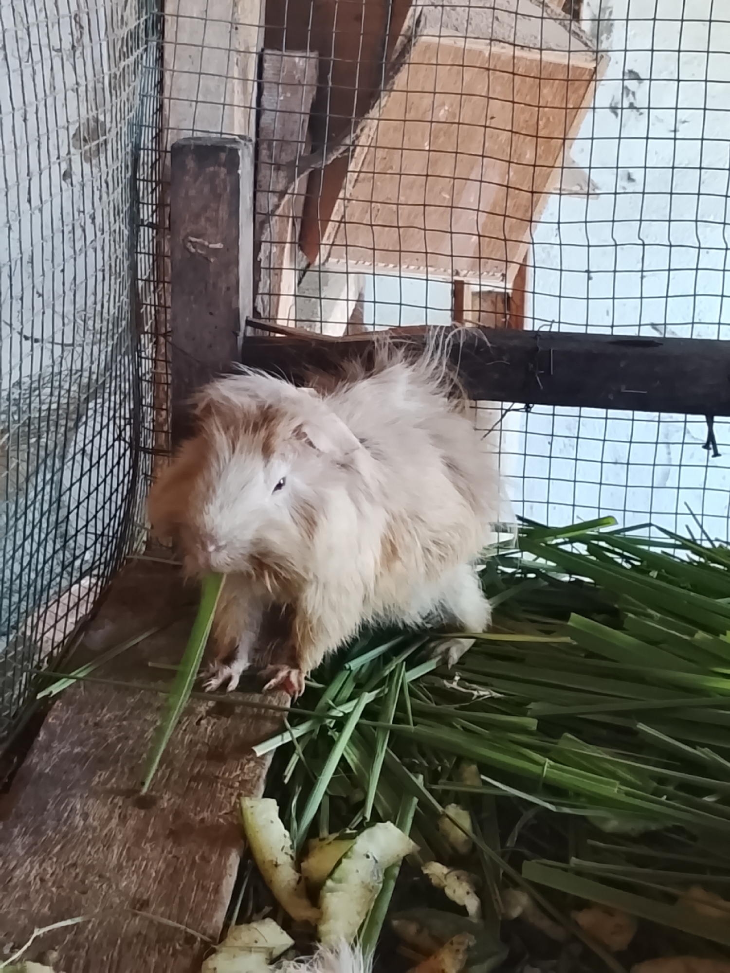 A fluffy, light brown guinea pig is eating green grass in a cage. The cage is made of wire mesh and has wooden supports. There is some debris on the floor of the cage, including what appears to be pieces of vegetable peel. The guinea pig is positioned on a wooden surface within the cage.