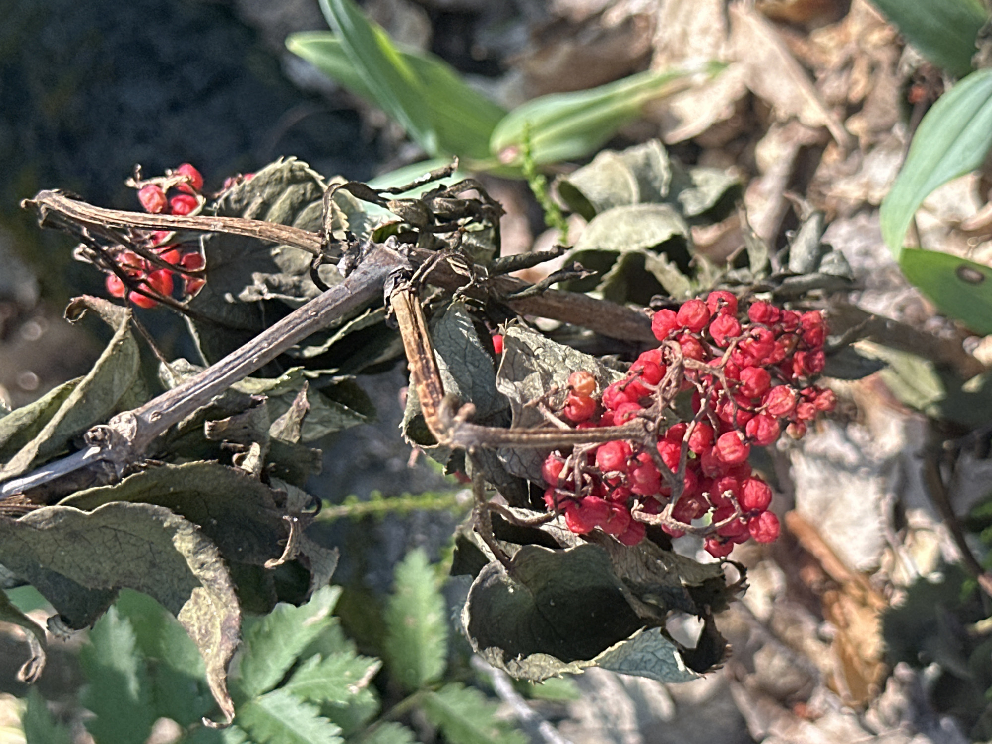 The image shows a close-up of a cluster of small, bright red berries growing on a plant with dried, leathery leaves and a woody stem. The berries are round and plump, appearing to be ripe. Some of the leaves are curled and brown, suggesting the plant may be in a late stage of its growth cycle or has been affected by dry conditions. There are also hints of green foliage in the background, out of focus, indicating other plants in the surrounding environment. The lighting suggests it is daytime, with sunlight casting shadows and highlighting the textures of the leaves and berries. The scene appears to be an outdoor setting, possibly a forest floor or a garden, given the natural materials in the background. No people, text, or specific events are visible. The overall impression is one of nature's details, focusing on the life cycle of a plant with its developing berries against a backdrop of decay.