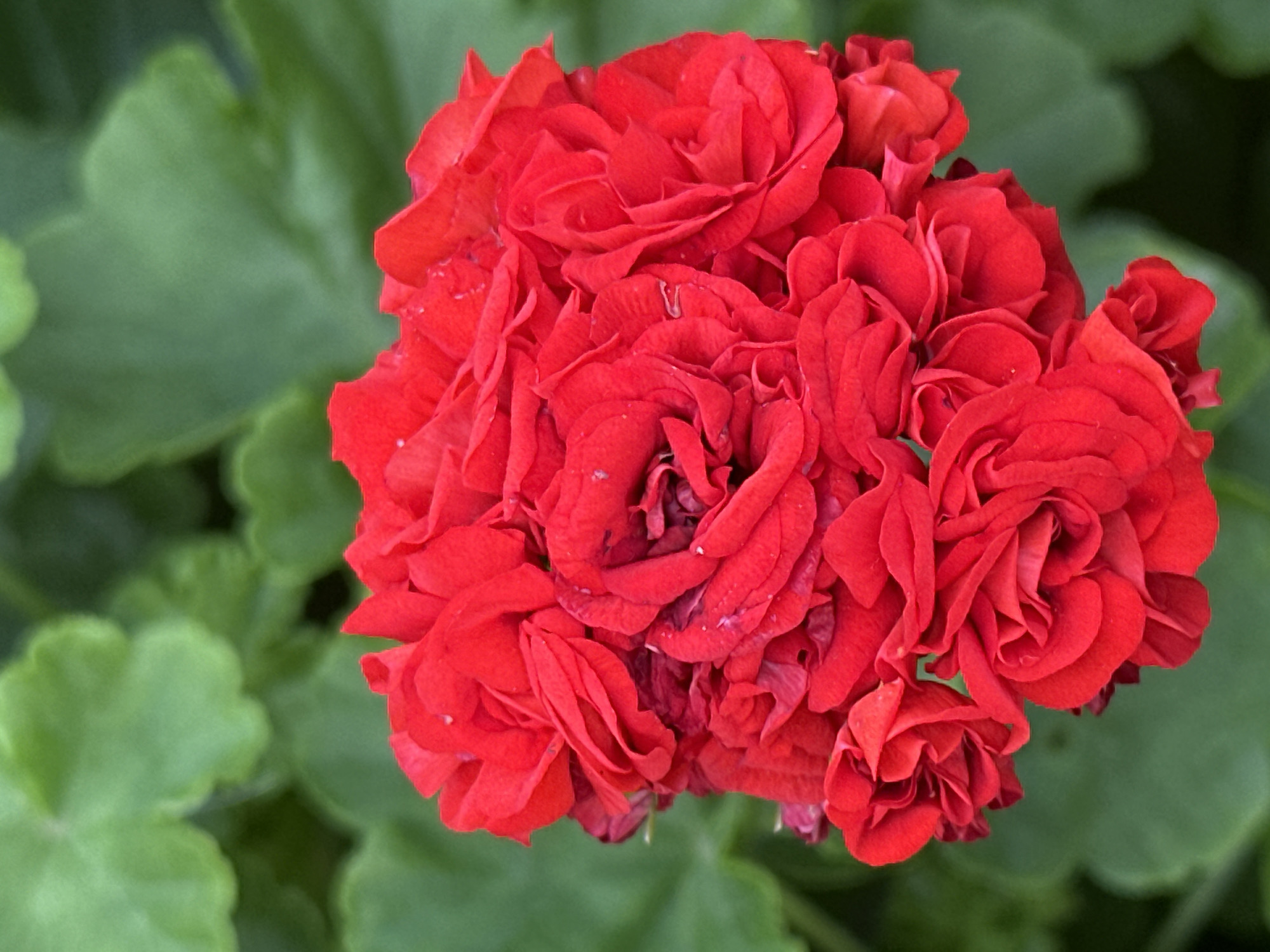 A close-up, vertical, full-frame shot captures a cluster of vibrant red geranium flowers. The flowers are densely packed, with many layers of delicate, ruffled petals. The rich red hue is the dominant color, with subtle variations in shade and texture. Some of the petals appear slightly wet, possibly from dew or recent watering, with tiny droplets visible. In the background, out of focus, are large, lush green leaves, creating a soft contrast to the intense red of the flowers. The image does not depict any specific location in Podolsk, Russia, nor does it show any people or actions. The scene is purely botanical, focusing on the intricate beauty of the geranium blossoms.