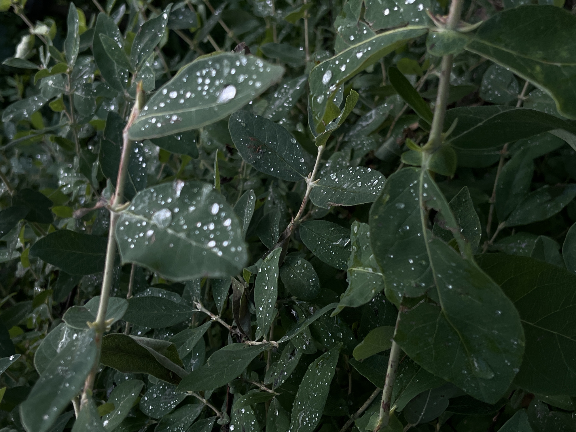 A close-up, eye-level shot shows dark green leaves of a plant, many of which are speckled with tiny water droplets. Some droplets are larger and more defined, catching the light and appearing almost iridescent. The leaves are clustered on thin, brown stems that crisscross the frame. The background is a blurred mass of more foliage, creating a sense of depth and focusing attention on the dew-kissed leaves in the foreground. The overall impression is one of dampness and natural beauty, possibly after a rain shower. The lighting is soft and diffused, with no harsh shadows visible.