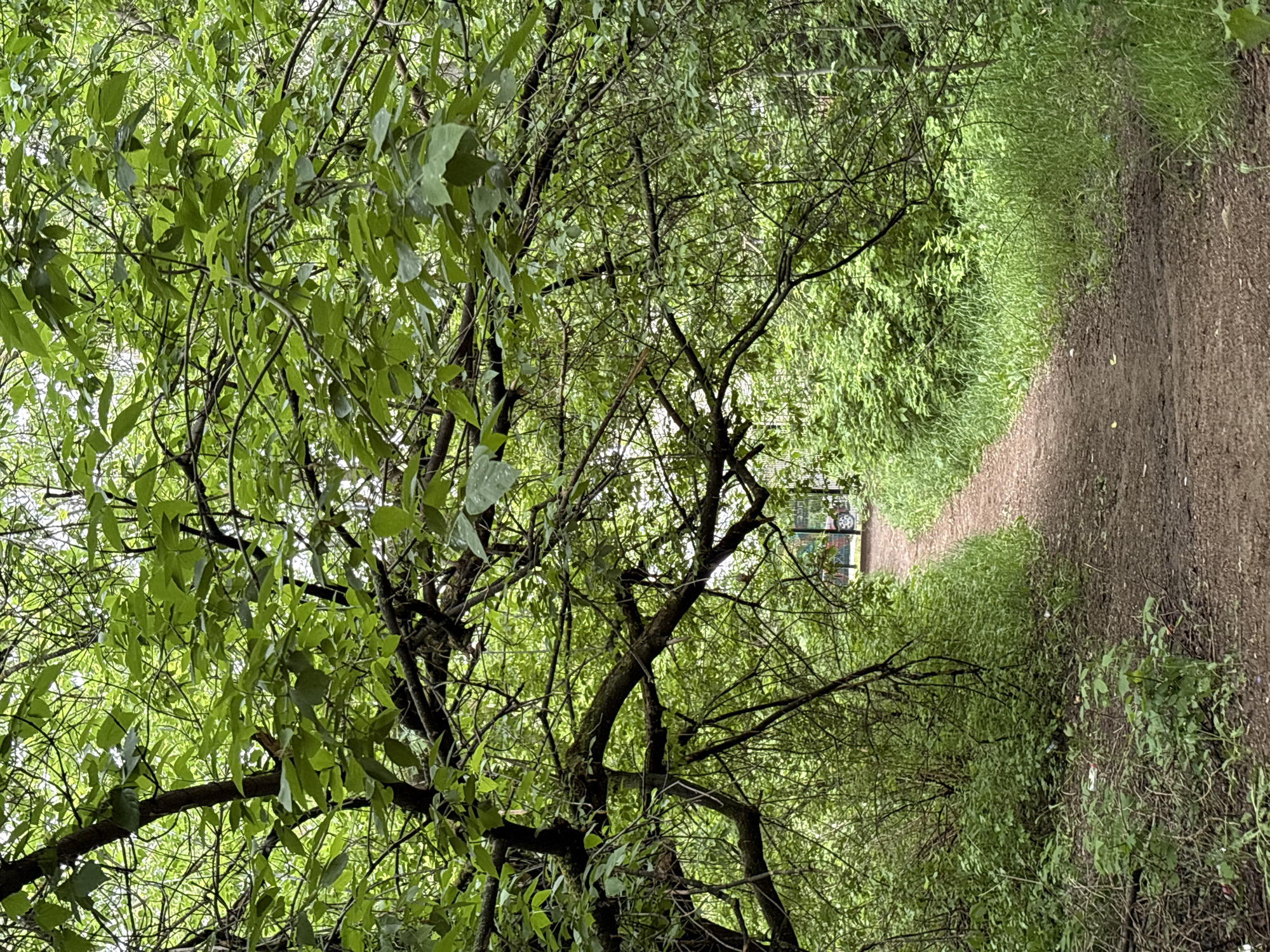 This image captures a lush, verdant outdoor scene, likely a natural park or wooded trail in Chaikovsky, Russia. The perspective is looking down a narrow, unpaved dirt path that recedes into the distance.
The foreground and left side of the frame are dominated by the dense canopy and branches of a large tree, its numerous green leaves appearing fresh and vibrant. Some leaves show subtle reflections, possibly indicating recent rain or dew. The tree's branches are intertwined, forming a natural archway over part of the path.
The dirt path, which appears well-worn, is flanked on both sides by thick, tall green grass and abundant undergrowth, creating a natural corridor. The light is diffused and soft, suggesting an overcast day rather than direct sunlight.
In the far distance, at the end of the visible path, a section of a light-colored fence is discernible, partially hidden by the foliage. Behind the fence, faint suggestions of colorful shapes hint at man-made structures, possibly part of a playground or a building at the edge of the natural area. No people or animals are visible, and there is no discernible text in the image. The scene evokes a sense of peaceful tranquility in a natural setting.