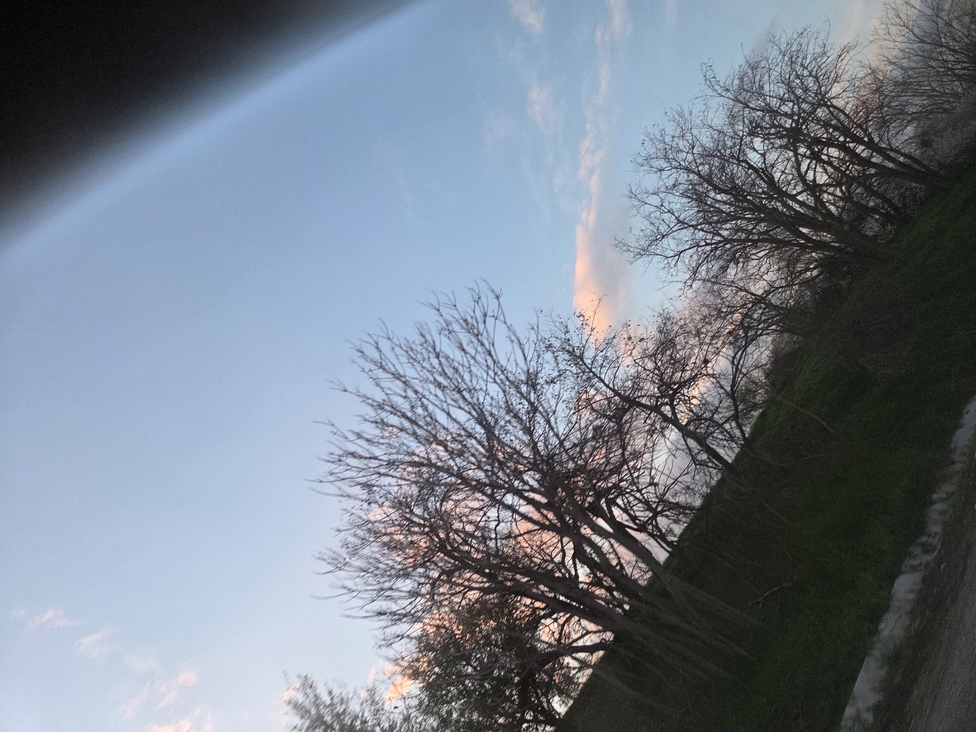 The image shows a sky with light pink clouds and bare trees in Koilovtsi, Bulgaria. The sky is blue with hints of pink and peach coloring. The trees are silhouetted against the sky, with their branches bare. There is green foliage visible in the lower right corner, possibly indicating a hill or ground cover. A dark shape is visible in the top left corner of the image.