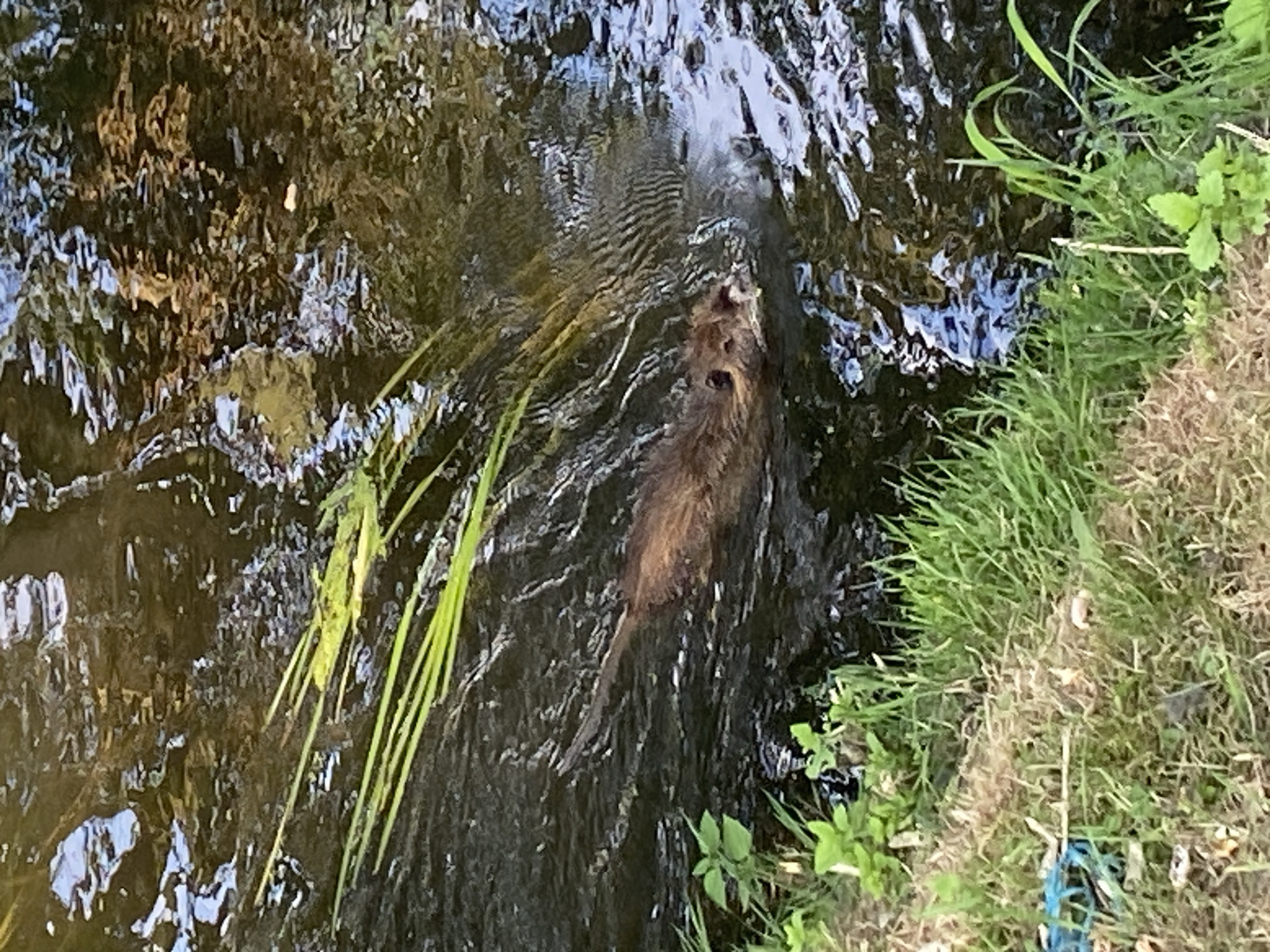 A nutria is swimming in a narrow stream. It is positioned in the center-left of the frame, with its head and front paws visible above the water, and its body submerged. The nutria's fur is reddish-brown. The water is dark and appears murky, with ripples disturbing its surface. Green reeds are growing vertically from the water on the left side of the frame. The bank of the stream is visible in the lower portion of the image, covered in green grass and dry dirt. A fragment of blue plastic is visible on the grassy bank on the far left. The scene is located in a park or natural area within the city of Bílina, Czechia.