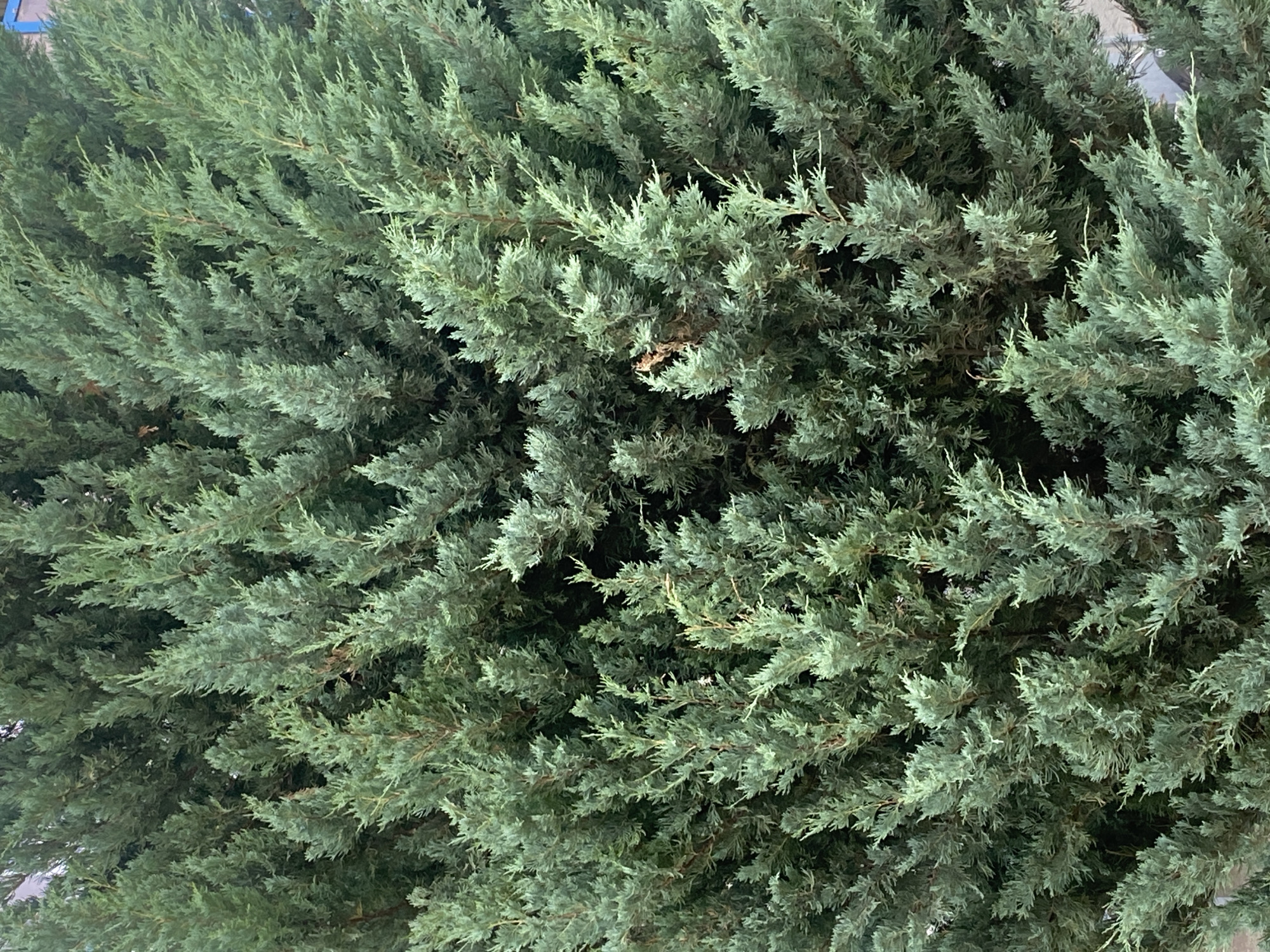 The image is a close-up, textured shot of dense, green foliage, likely a conifer tree such as a cypress or juniper. The branches are heavily layered and overlap each other, creating a sense of depth and density. The needles are finely detailed and appear to have a slightly bluish-green hue, typical of many evergreen species. There are no people or distinct objects visible, only the natural growth of the plant. The lighting suggests it could be daytime, with soft illumination that highlights the texture of the leaves. There are no visible signs of weather conditions like rain or strong sun, and the overall impression is one of abundant, natural growth. No text is present in the image. The location context of Novokuybyshevsk, Russia, suggests this could be a common landscape plant in that region, possibly in a garden or park.