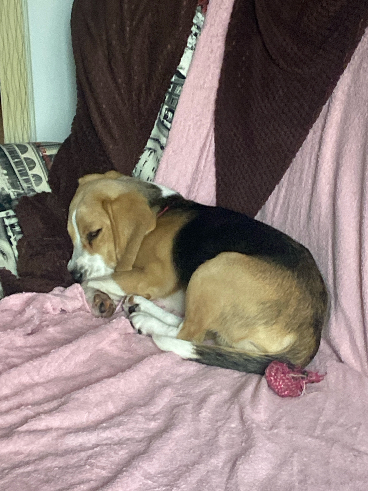 A beagle dog sleeps curled up on a pink blanket. The dog is predominantly tan and white with black markings on its back and tail. Its paws are visible, and one paw is resting on its snout. A small, pink crocheted item, possibly a toy, is positioned near the dog's tail. The dog is lying on a plush pink blanket, which is draped over what appears to be a couch or armchair. Behind the dog, a darker brown blanket is visible, as well as a patterned fabric that could be part of a cushion or another blanket. The background shows a light-colored wall and a vertical textured element, possibly a curtain or blinds. The scene suggests an indoor setting, likely a home, in a cozy environment. The image's composition and lighting do not provide information to determine its specific location in the city of Perm, Russia.