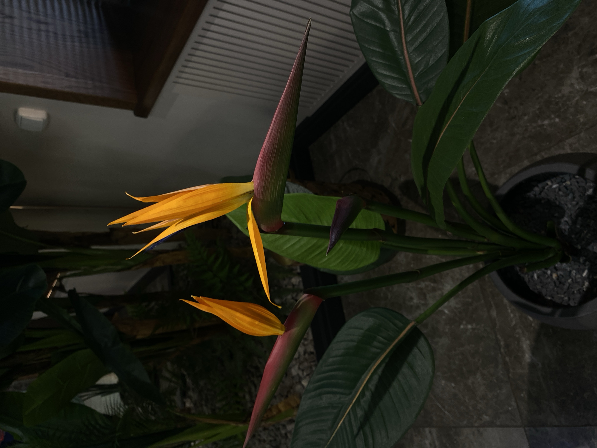 The image depicts a Bird of Paradise plant in a pot. The plant features large, dark green leaves and two prominent flowers. One flower is fully bloomed, showcasing vibrant orange petals emerging from a reddish-purple bract. The other flower is in a budding stage, with a closed, reddish-purple bract. The plant is located indoors. The background is dark and indistinct, suggesting the presence of furniture or architectural elements. The lighting appears artificial. There is no evidence to suggest a specific location within Votkinsk, Russia. No people are visible.