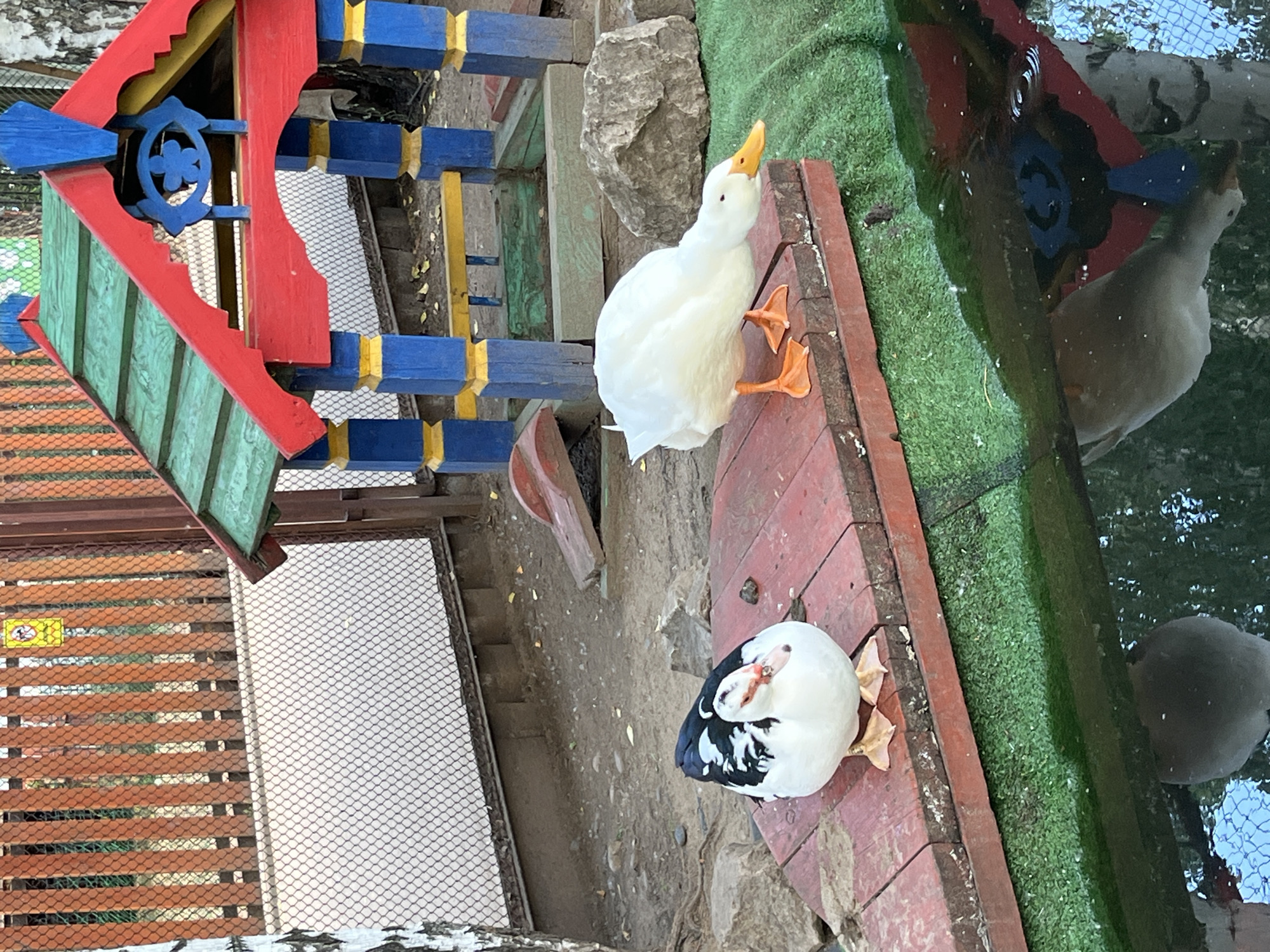 This media file shows two ducks in an outdoor setting. One duck is white with orange feet and a yellow beak, and it is looking upwards. The other duck is black and white and appears to be resting or sleeping. They are positioned on a wooden deck, with a body of water or reflective surface to their right, covered with green artificial turf along the edge. In the background, there is a colorful, multi-level wooden structure with red, blue, and yellow elements, and a section of wooden fencing with a white mesh. The ground appears to be dirt and gravel. The lighting suggests it might be daytime. There is no visible text in the image. The overall scene appears to be a playful or decorative enclosure, possibly in a park or zoo.