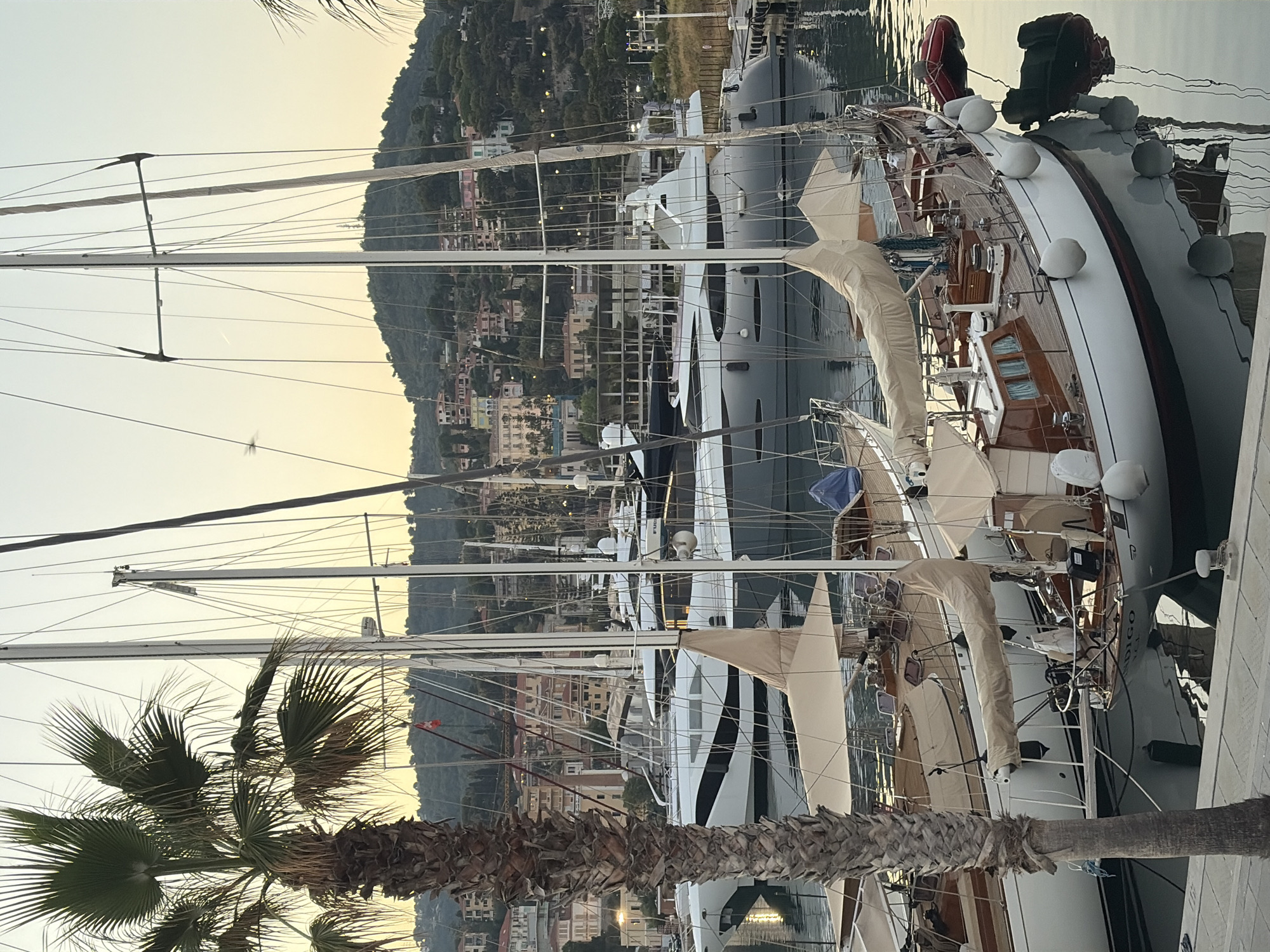The image shows a harbor with several sailboats docked. The sails are furled, and the masts of the boats create a striking vertical composition against the hazy sky. In the foreground, a palm tree frond is visible, adding a tropical element to the scene. The background features a hillside covered with buildings, suggesting a coastal town. The lighting indicates that it is either early morning or late evening, with soft, diffused light. The water in the harbor is calm, reflecting the boats and the sky. The overall mood is peaceful and serene. There is no visible text in the image. The location is Imperia, Italy.