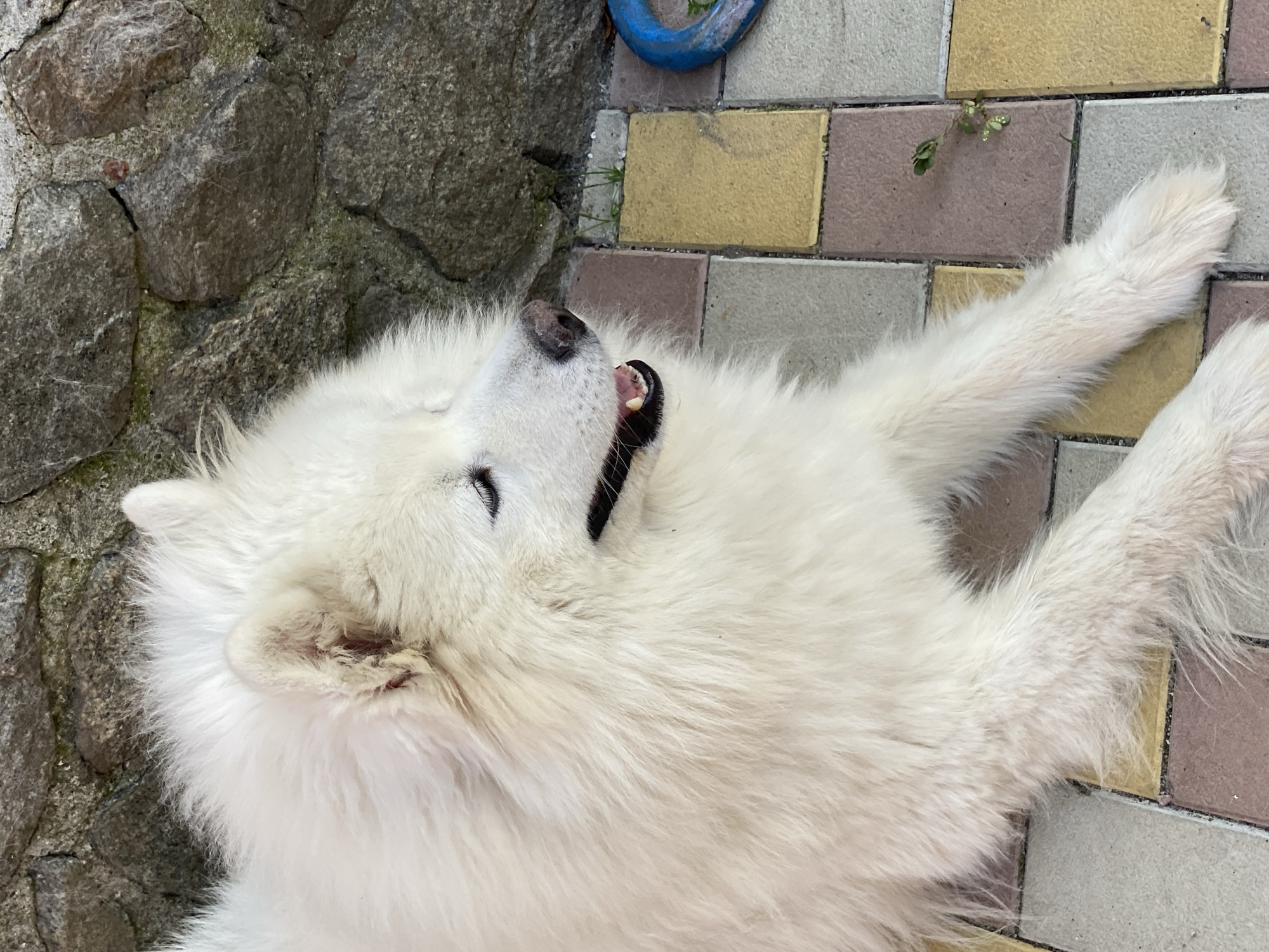 A white Samoyed dog lies on a tiled patio near a stone wall. The dog is looking to the right with its mouth slightly open, showing its teeth and tongue. Its thick white fur is prominent. The patio is made of rectangular tiles in various shades of yellow, brown, and pink. A blue ring toy is visible in the upper right corner of the image. A small plant is growing between the tiles.