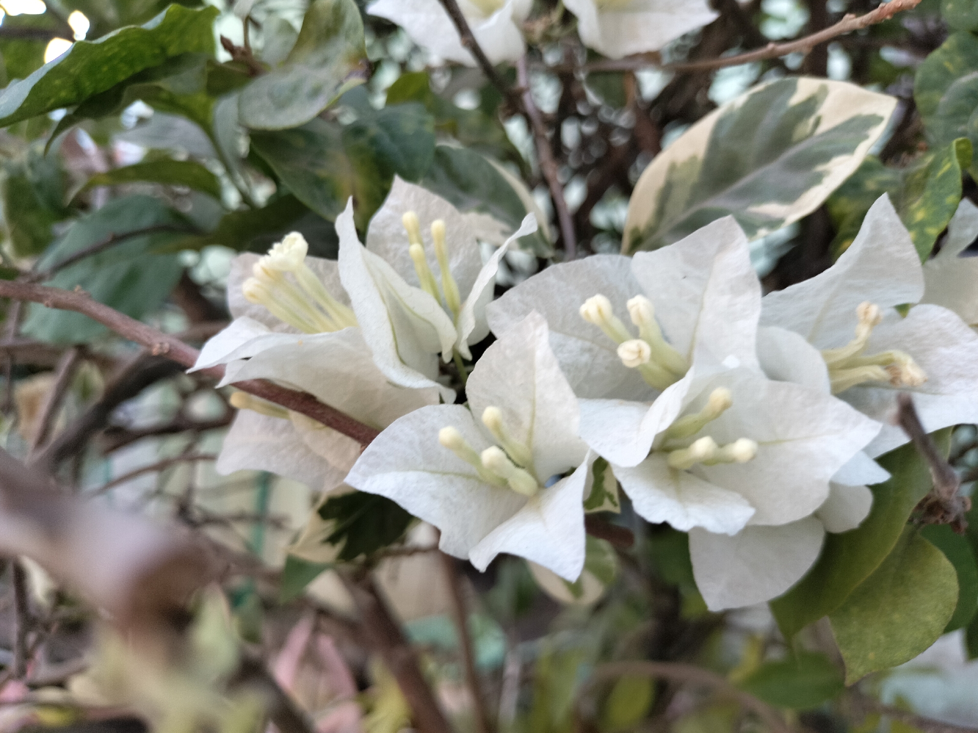 A close-up, eye-level, horizontal shot showcases several white bougainvillea flowers with yellow pistils against a blurred background of green leaves and branches. The focus is on the delicate petals and reproductive parts of the flowers. The scene is an outdoor environment.