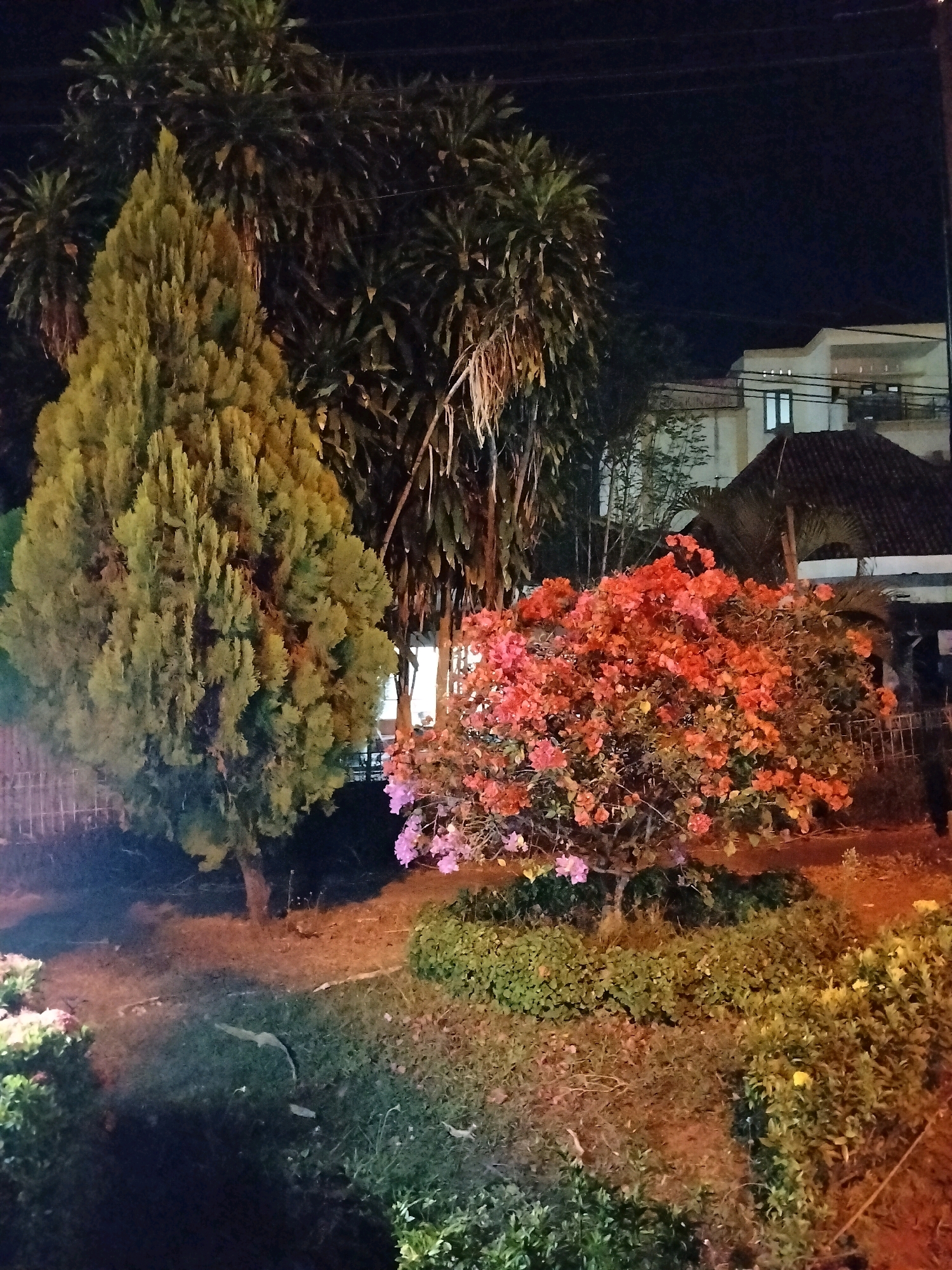 This image depicts an outdoor scene at night in Purworejo, Indonesia, likely a residential or public garden area. The foreground is dominated by lush greenery, including a large, conical evergreen tree on the left and a vibrant bush with numerous small, reddish-orange flowers on the right. Smaller, darker green bushes form a border around the flowering bush. In the background, tall, palm-like trees with fronds are visible against a dark night sky. Beyond the trees, a modern building with white walls and dark roofing is illuminated, suggesting it's a house or a commercial establishment. The scene is dimly lit by artificial light sources, casting shadows and creating a somewhat surreal ambiance. The ground appears to be covered in soil and grass. No people are visible in the frame, and there are no discernible actions or interactions taking place.