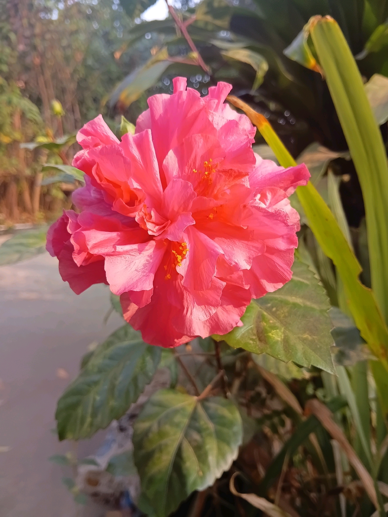 A close-up, eye-level, portrait shot captures a vibrant pink hibiscus flower in full bloom. The flower is the central subject, filling a significant portion of the frame. Its numerous, ruffled petals are a rich pink, transitioning to a slightly deeper coral hue towards the center, where delicate yellow stamen are visible. The background is softly blurred, suggesting an outdoor setting. To the left of the flower, a light-colored pathway or ground surface is visible. To the right and behind the flower, lush green foliage and stems are present, some appearing elongated and sword-like. The overall lighting suggests it is daytime, with sunlight highlighting the textures and colors of the flower and leaves. The scene is likely located in Cikal, Indonesia, given the tropical flora.