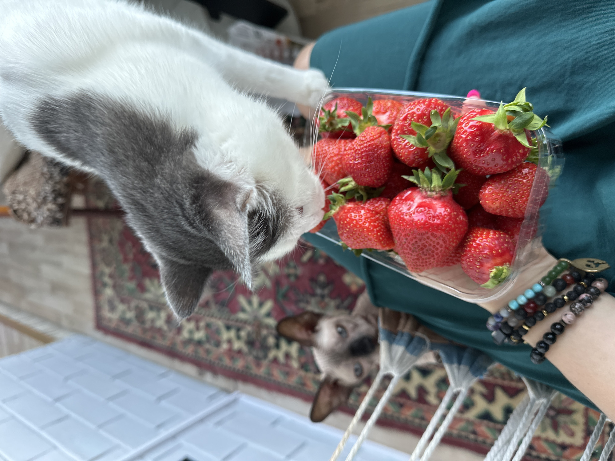 A close-up, eye-level photograph captures a moment of domestic curiosity in Vladimir, Russia. A white and grey cat, with prominent whiskers, is the central subject, stretching its head forward to examine a clear plastic container filled with bright red, ripe strawberries. The cat appears to be sniffing or closely observing the fruit, its gaze directed downwards into the container.
The container of strawberries is held by a person whose arm and hand are visible on the right side of the frame. The person is wearing a dark teal or green top, and their wrist is adorned with multiple beaded bracelets featuring various colorful stones, including turquoise, black lava beads, and a small metallic charm, possibly a paw print. The strawberries are fresh, each retaining its vibrant green calyx.
In the blurred background, a second cat, appearing to be a Siamese or similar breed with light fur and dark brown points, looks up from a lower position, its light blue eyes fixed on the scene. The setting includes a traditional patterned rug in shades of red, green, and beige, visible beneath the cats and the person's arm. A white, textured surface, possibly tiles or a storage bin, is partially visible and out of focus in the lower left. The lighting suggests it is daytime. No discernible text is visible. The image conveys a charming and curious interaction between pets and owner.