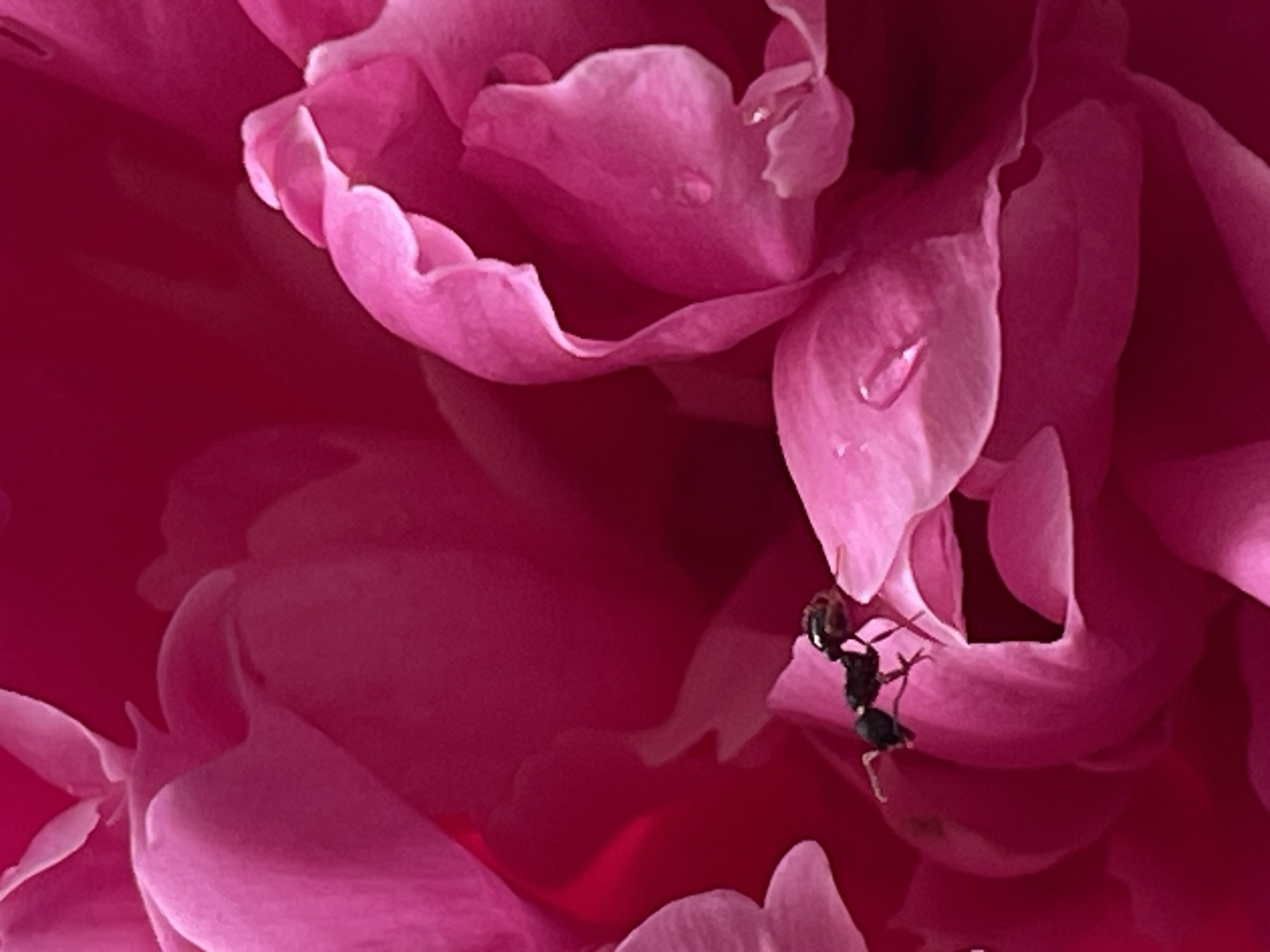 A close-up, high-angle shot of a vibrant pink flower, likely a peony, shows intricate petal details and a tiny black ant. The ant is positioned on one of the lower petals, with its body and legs clearly visible against the soft pink surface. Several dew drops are present on the petals, reflecting light. The background is a deep, blurred magenta, emphasizing the flower's texture and color. The image's focus is sharp on the ant and surrounding petals. The scene does not depict any elements related to the city of Bolshoy Kamen, Russia.