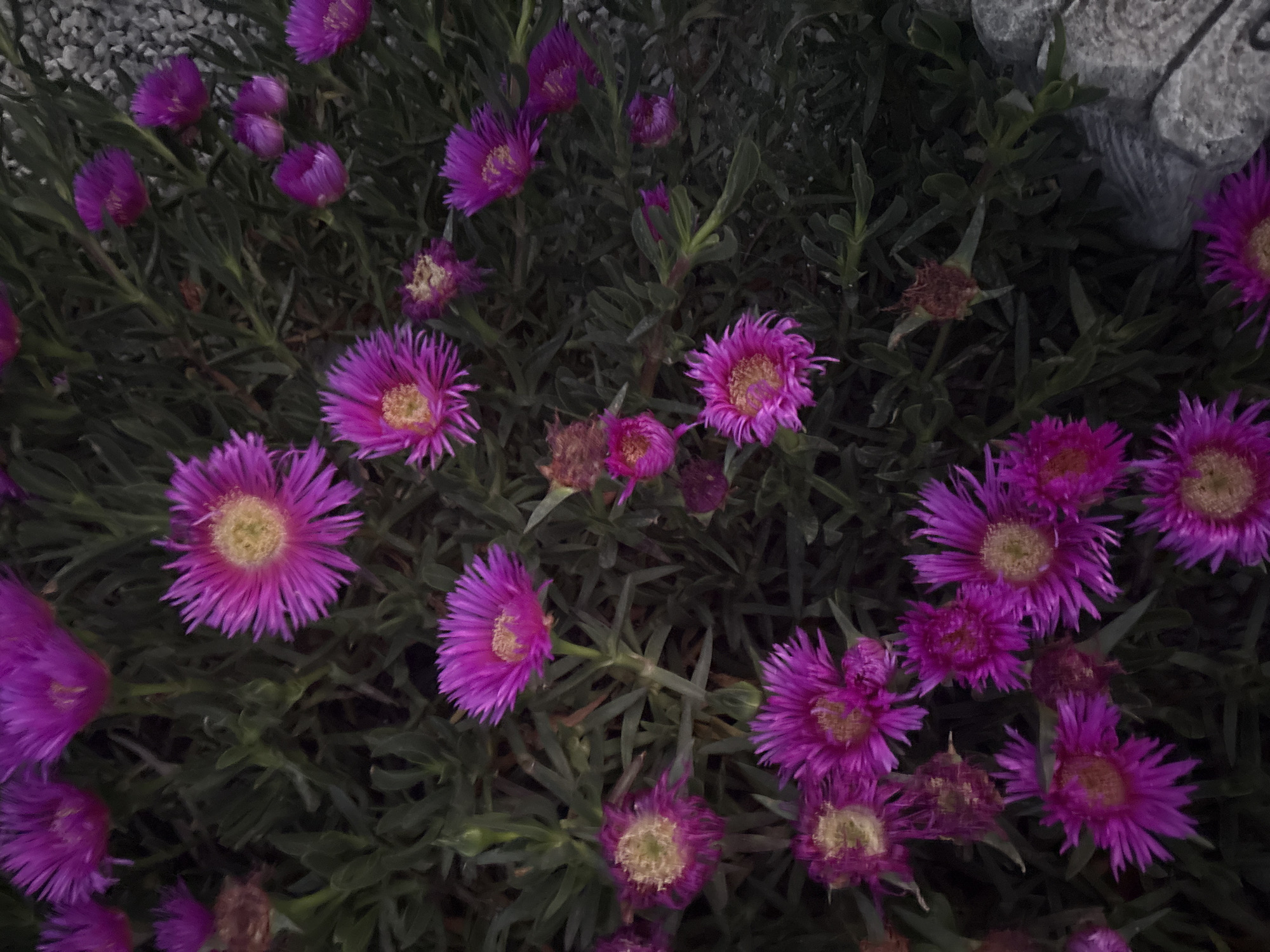 The image shows a cluster of purple flowers with yellow centers, surrounded by dark green foliage. The flowers appear to be a type of succulent ground cover, possibly Lampranthus. The scene appears to be in a garden or landscaped area, possibly in Urbanización Encinares De Alcolea, Spain, although there are no landmarks or street signs within the image to confirm the exact location.