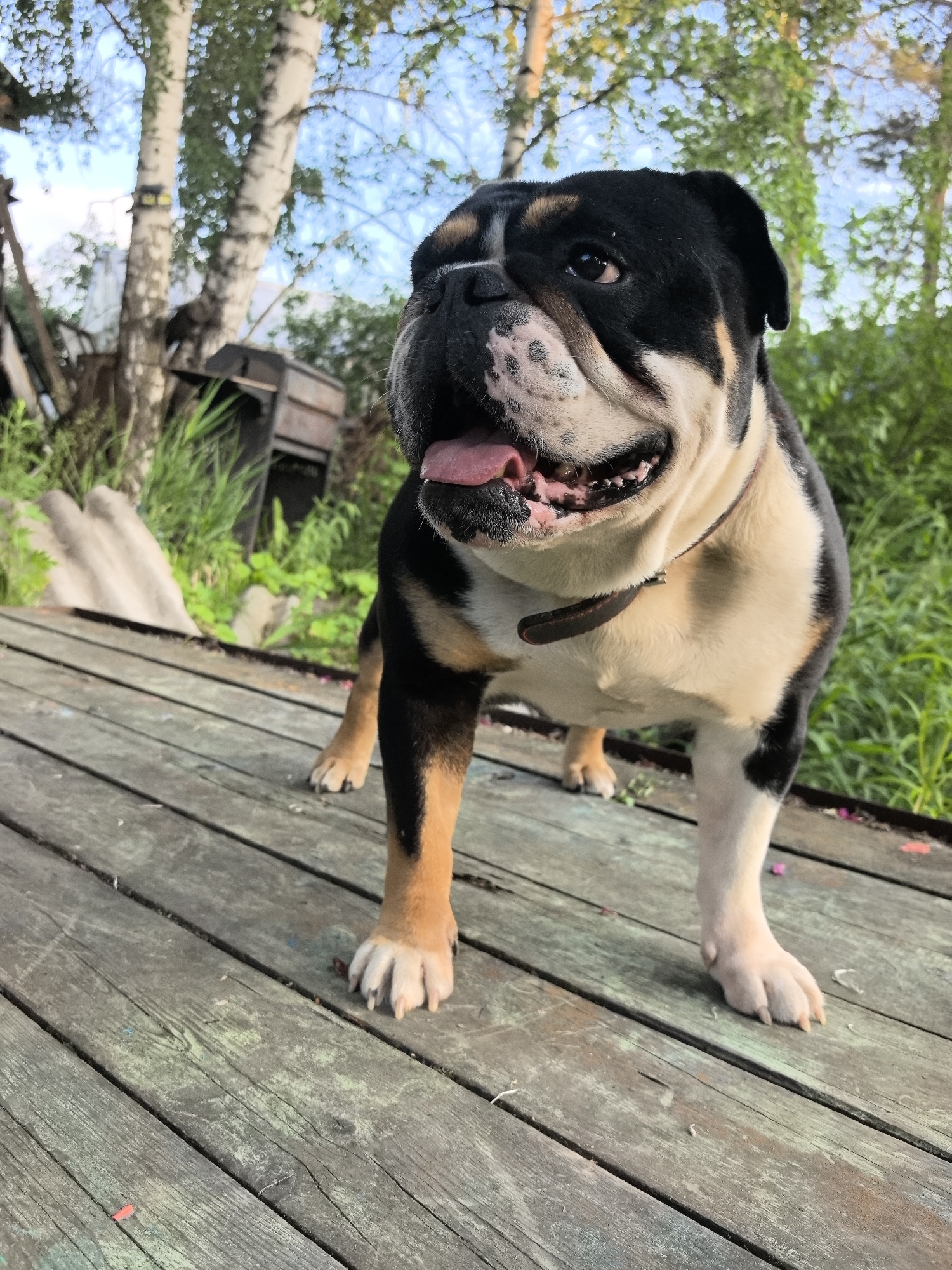 An adult bulldog stands on a weathered wooden deck outdoors, its mouth open and tongue visible. The dog is predominantly black with white and tan markings. Behind the dog, lush green foliage and several birch trees are visible. The background suggests a natural or semi-rural setting. No specific details about Noviy, Russia, can be inferred from the image.