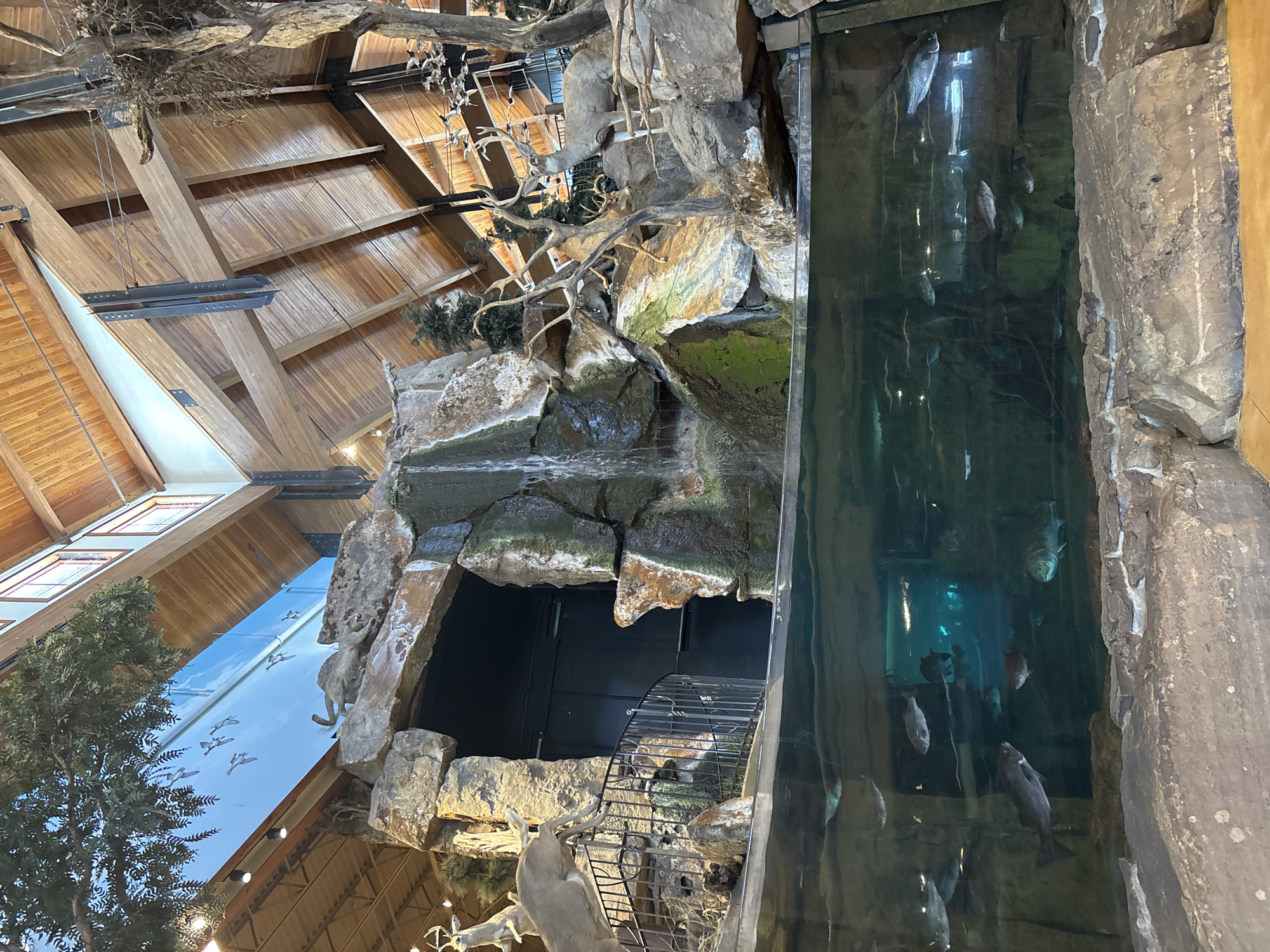 The image depicts an indoor nature display, possibly within a large retail or entertainment establishment. A prominent feature is a tall aquarium containing various fish, adjacent to a man-made rock formation with a small waterfall. Taxidermied deer are also visible within the rock display. The architecture includes a high, wooden-beamed ceiling with artificial trees and simulated flying ducks. Considering the style and content of the display, it is likely located within the Bass Pro Shops store in San Antonio, Texas.