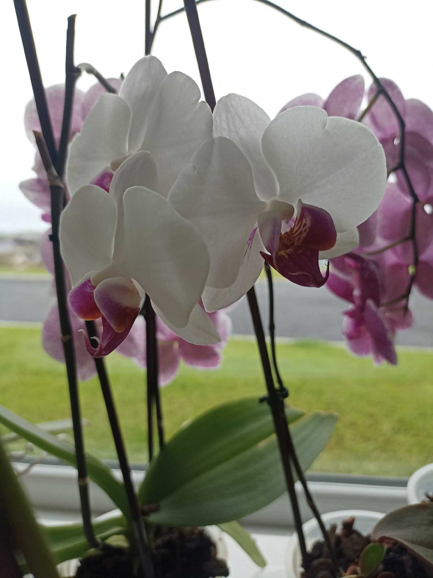 A close-up, eye-level shot shows a cluster of white and pink orchids in a pot on a windowsill. The white orchids are in the foreground, with their large, delicate petals unfurling. The pink orchids are in the background, appearing slightly out of focus. The orchids are supported by dark, slender stems. Below the flowers, green leaves are visible, along with potting material in white containers. Through the window behind the plants, a blurred background of green grass and a gray surface, possibly a road, can be seen. The image was taken in Doirí Beaga, Ireland.