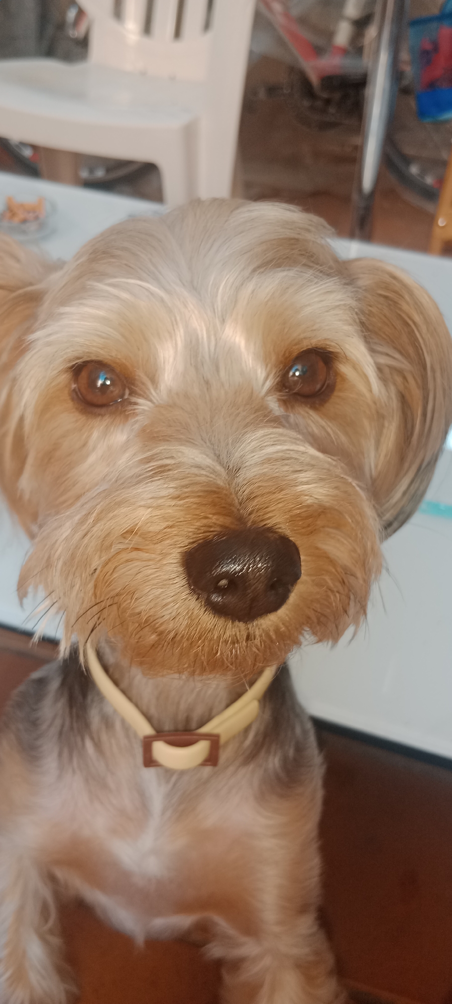 The image shows a close-up of a Yorkshire Terrier dog sitting indoors, possibly at a table. The dog is wearing a light yellow collar with a brown buckle. The background is blurred, but it appears to be an indoor setting with some furniture, including what looks like a white plastic chair. The image does not provide any specific information about the location in Galapagar, Spain.
